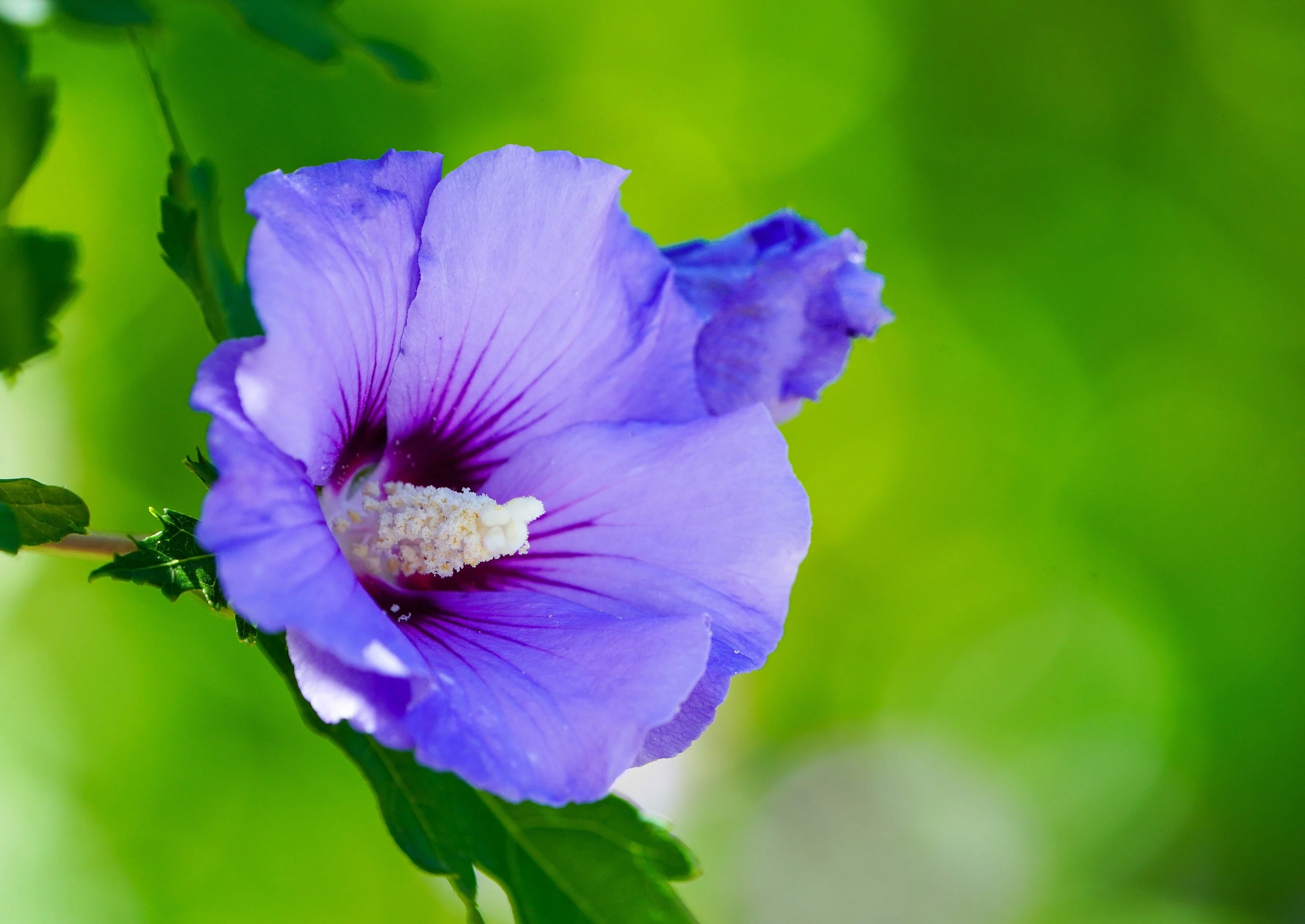 25 Purple ROSE Of SHARON HIBISCUS Syriacus Flower Tree Bush Seeds - Image 7