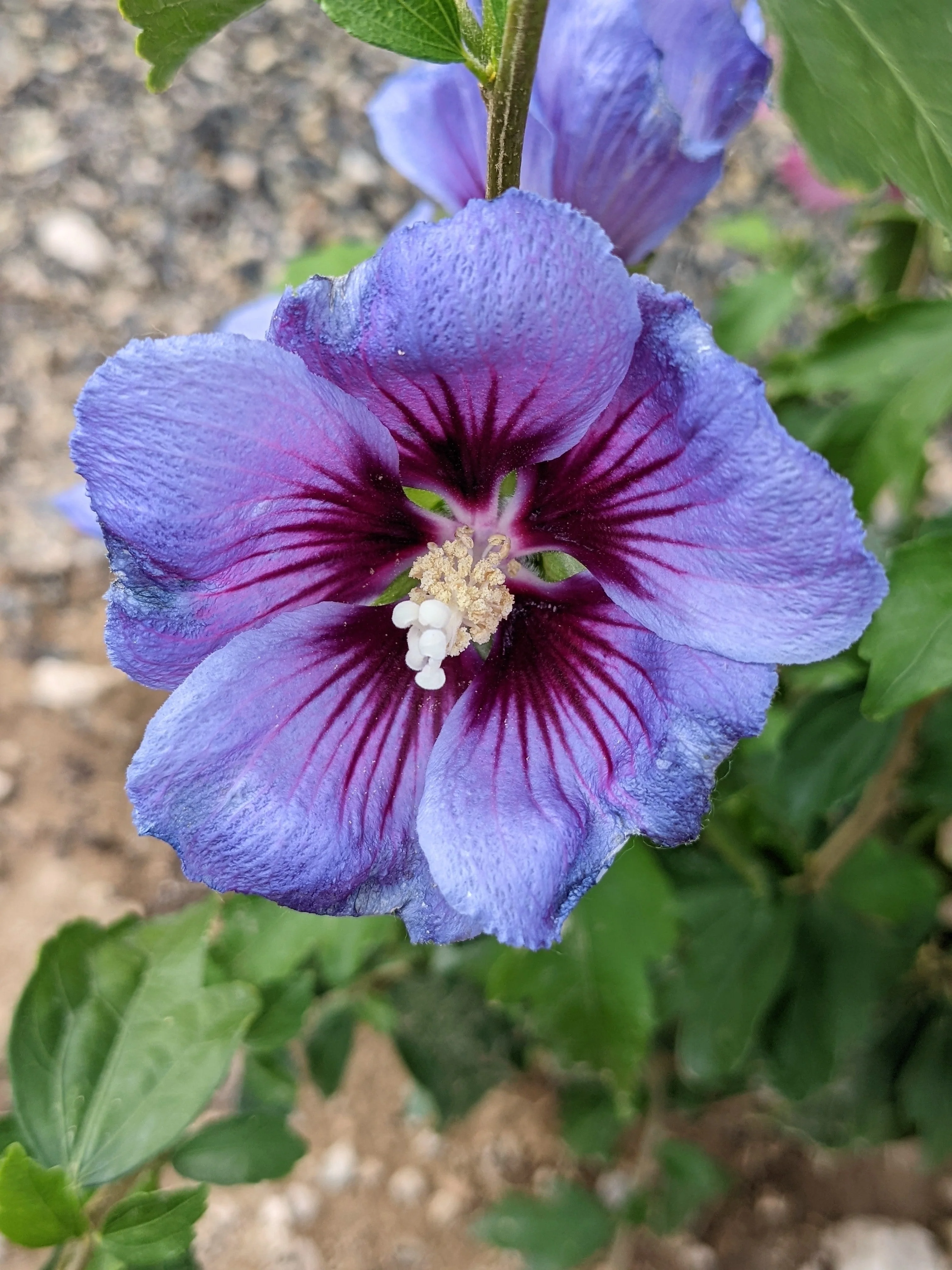 25 Purple ROSE Of SHARON HIBISCUS Syriacus Flower Tree Bush Seeds - Image 8
