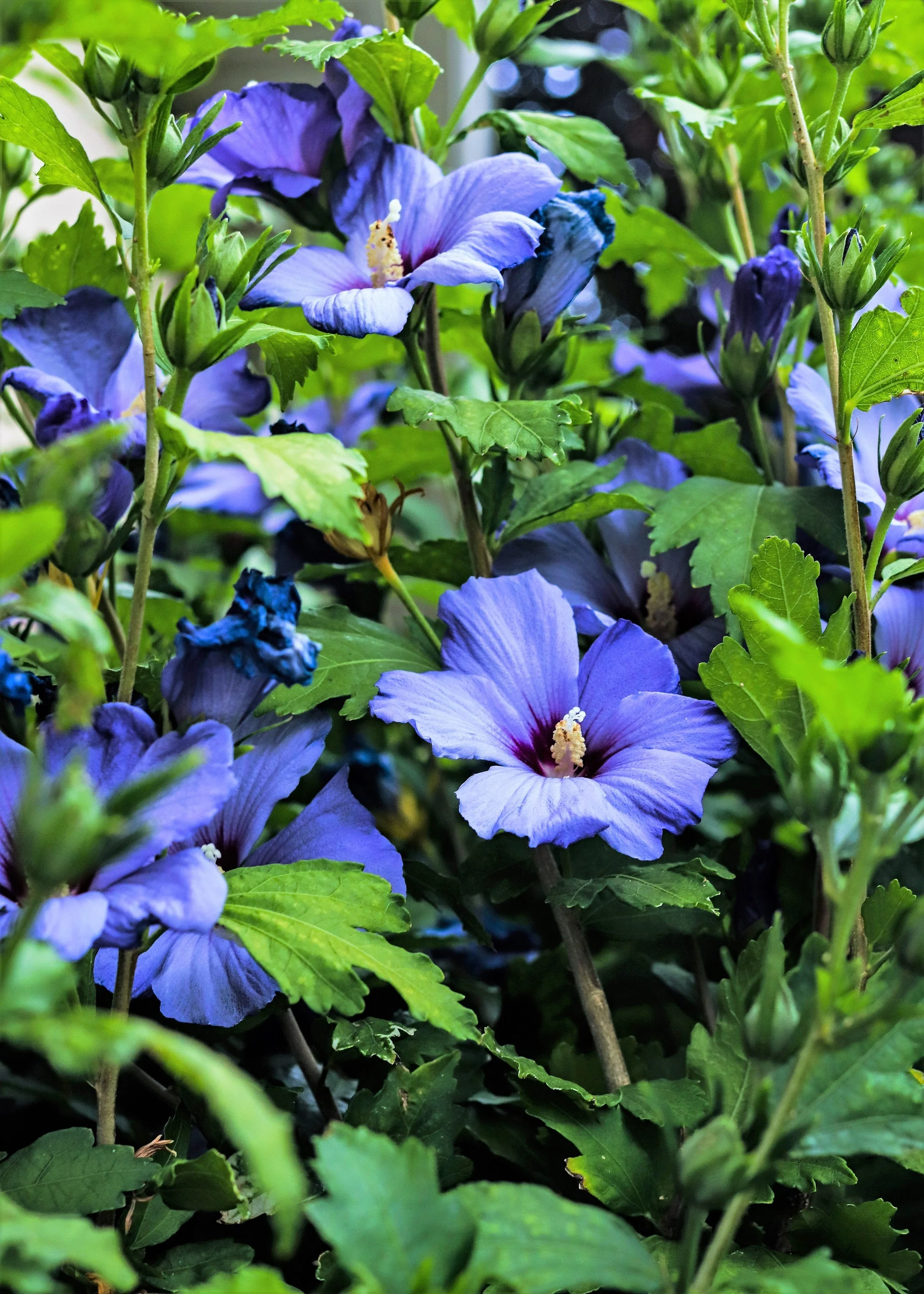 25 Purple ROSE Of SHARON HIBISCUS Syriacus Flower Tree Bush Seeds - Image 9
