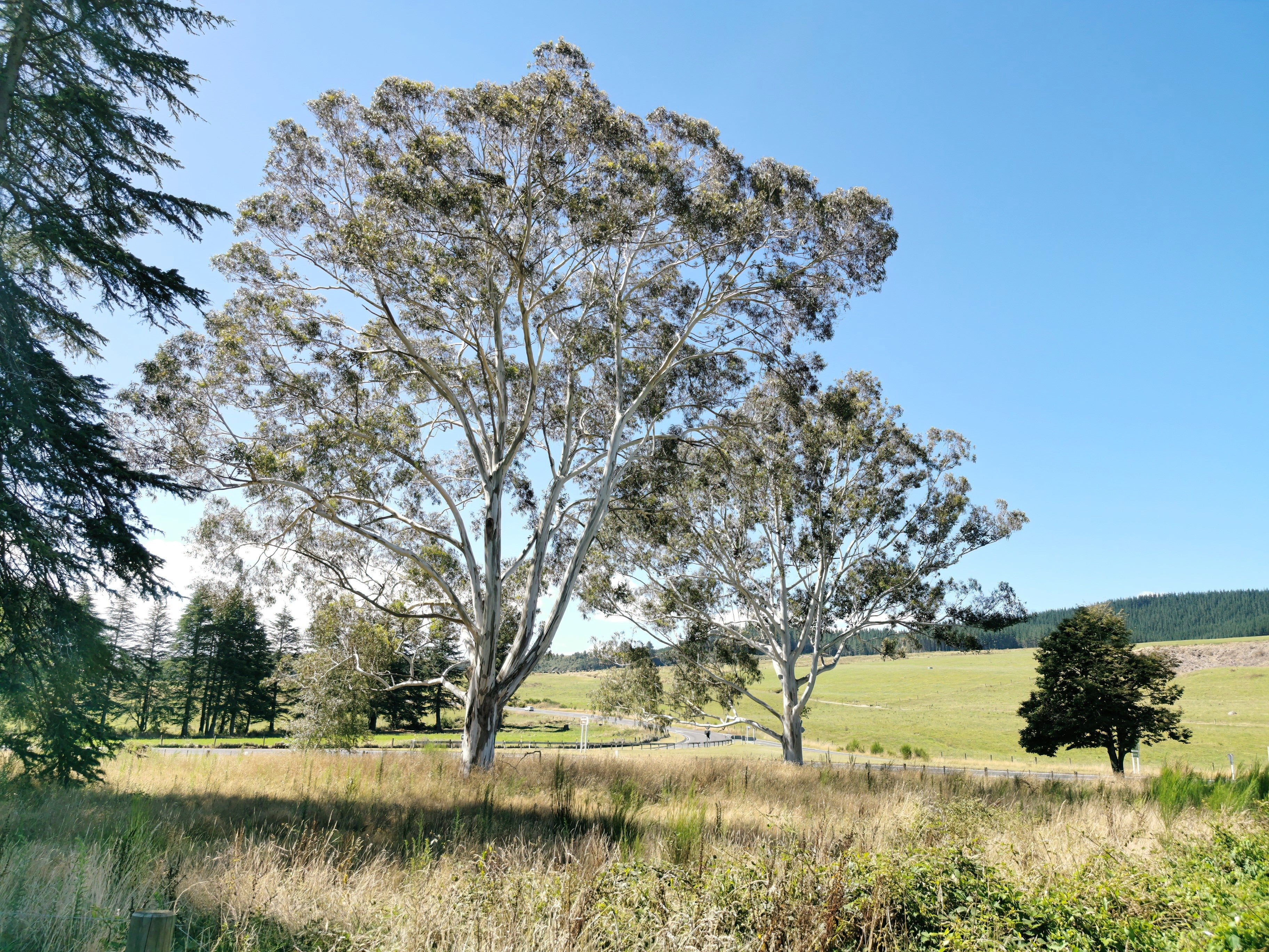 25 RED FOREST GUM Tree Eucalyptus Tereticornis Blue Grey Mountain Flower Seeds - Image 10
