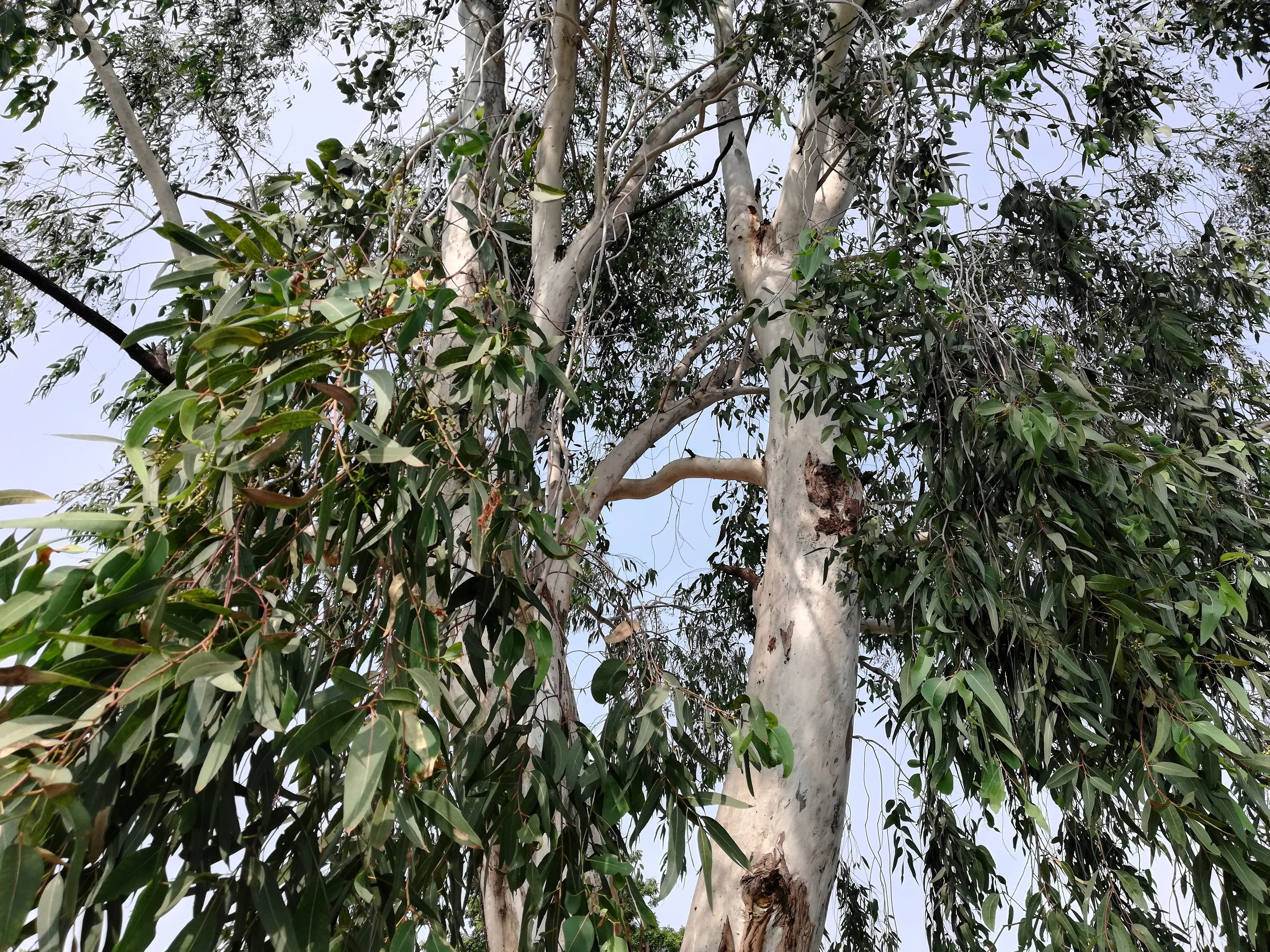 25 RED FOREST GUM Tree Eucalyptus Tereticornis Blue Grey Mountain Flower Seeds - Image 11