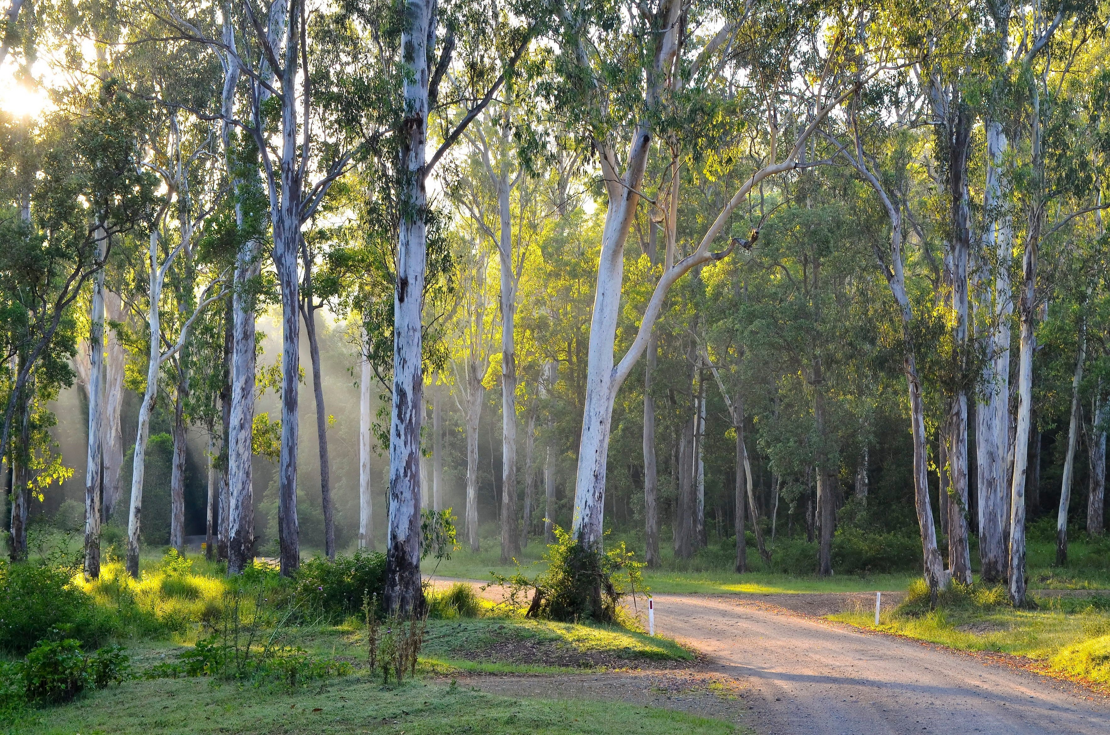 25 RED FOREST GUM Tree Eucalyptus Tereticornis Blue Grey Mountain Flower Seeds - Image 12