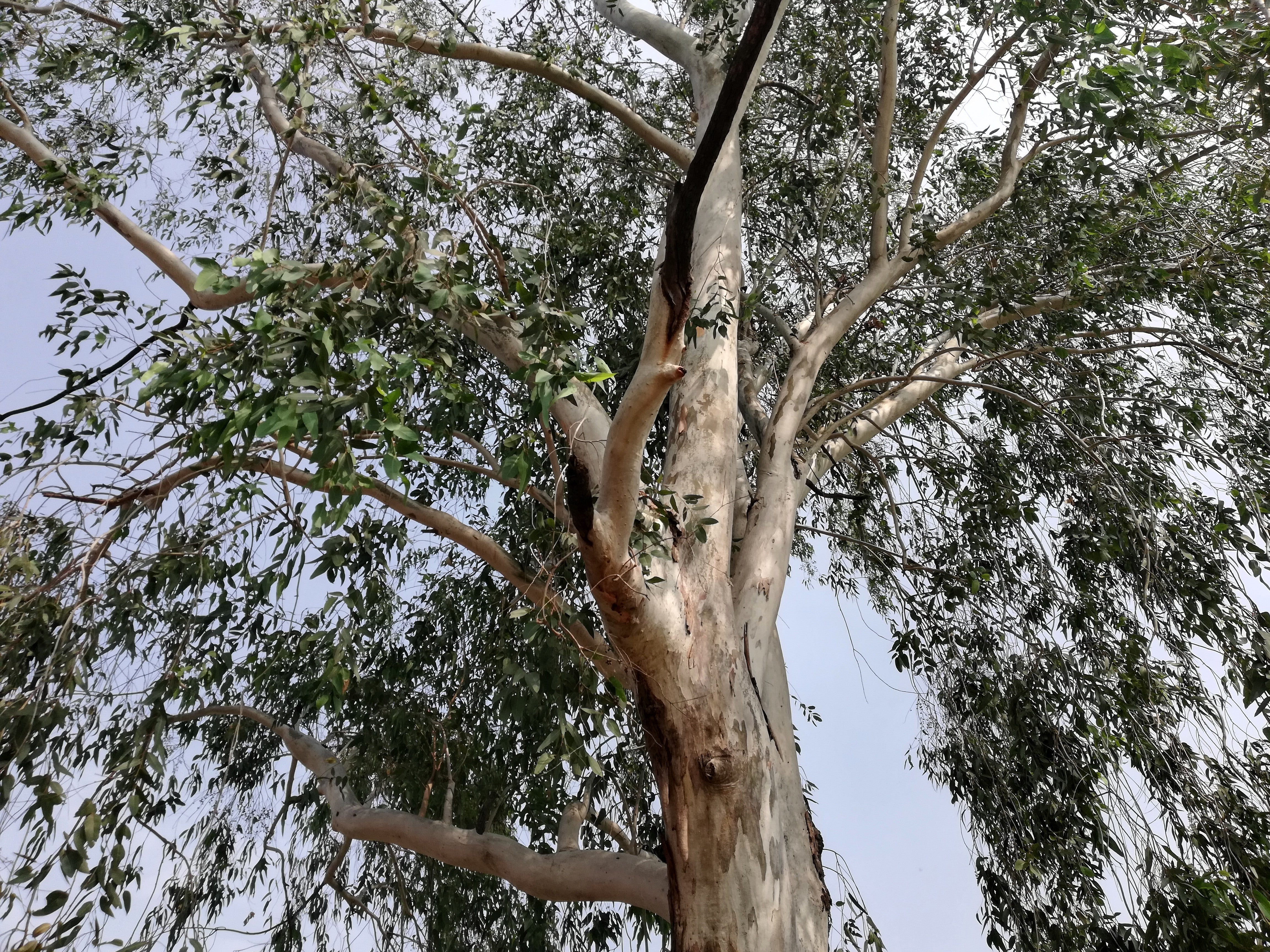 25 RED FOREST GUM Tree Eucalyptus Tereticornis Blue Grey Mountain Flower Seeds - Image 14