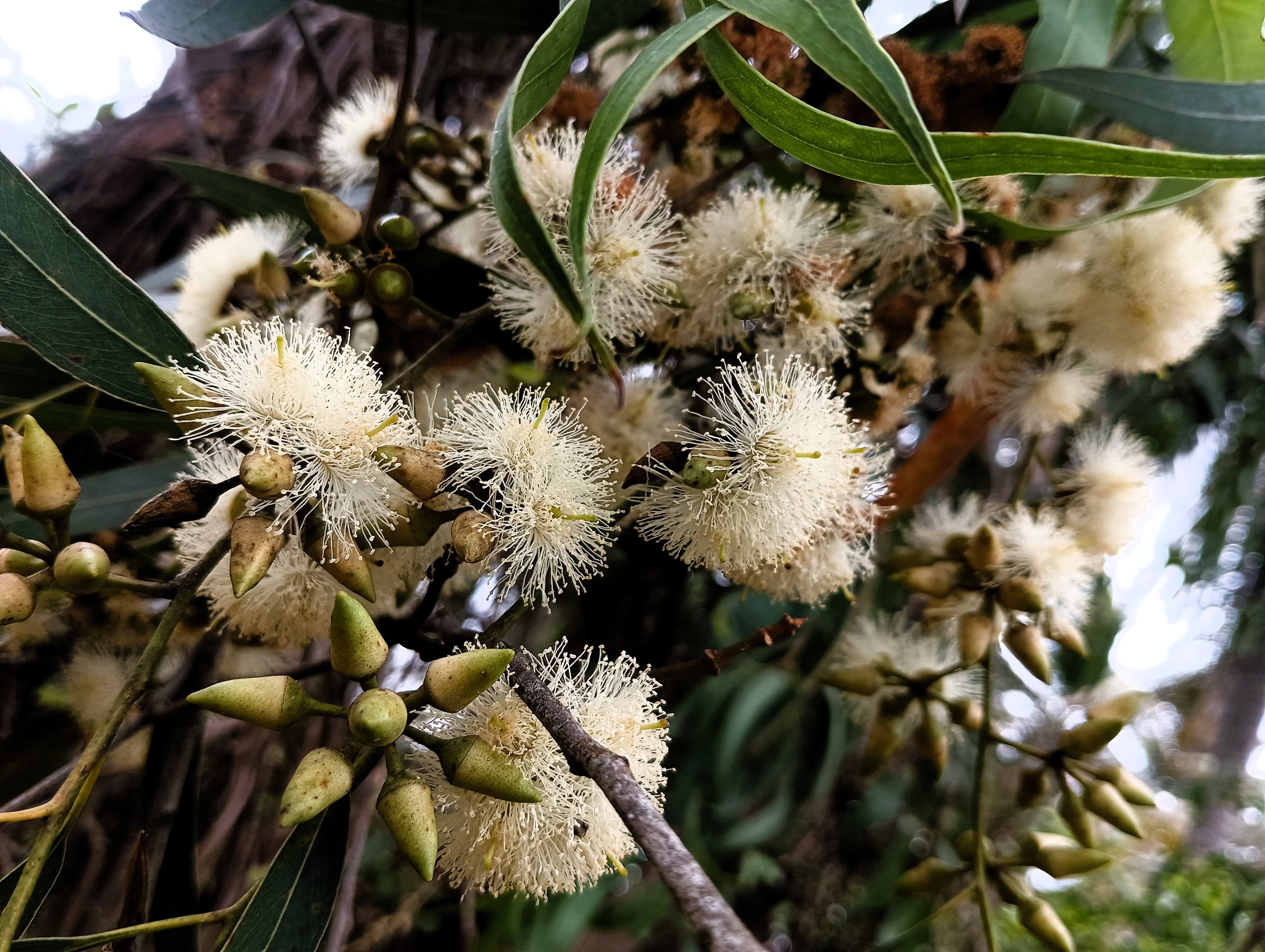 25 RED FOREST GUM Tree Eucalyptus Tereticornis Blue Grey Mountain Flower Seeds - Image 2