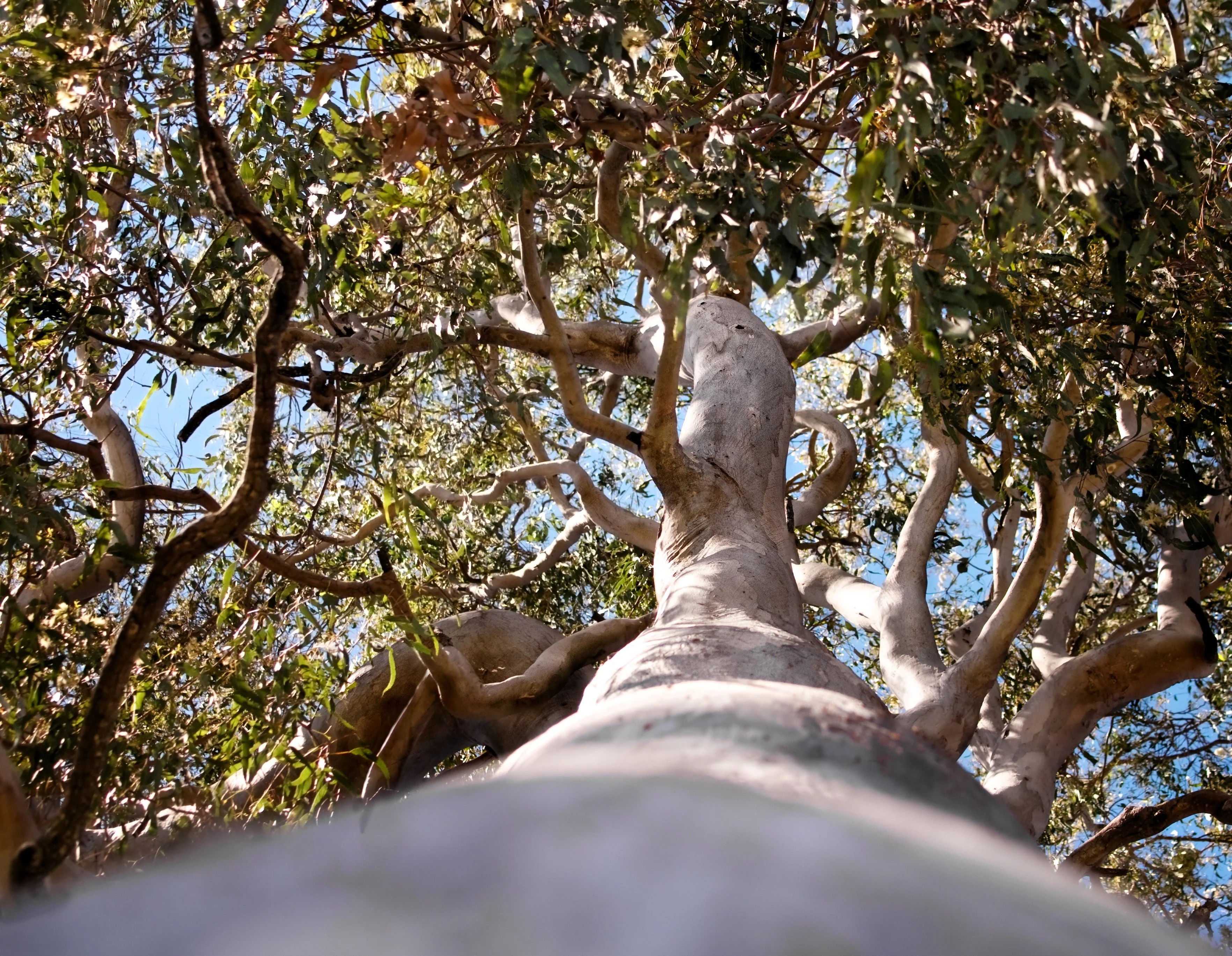 25 RED FOREST GUM Tree Eucalyptus Tereticornis Blue Grey Mountain Flower Seeds - Image 3