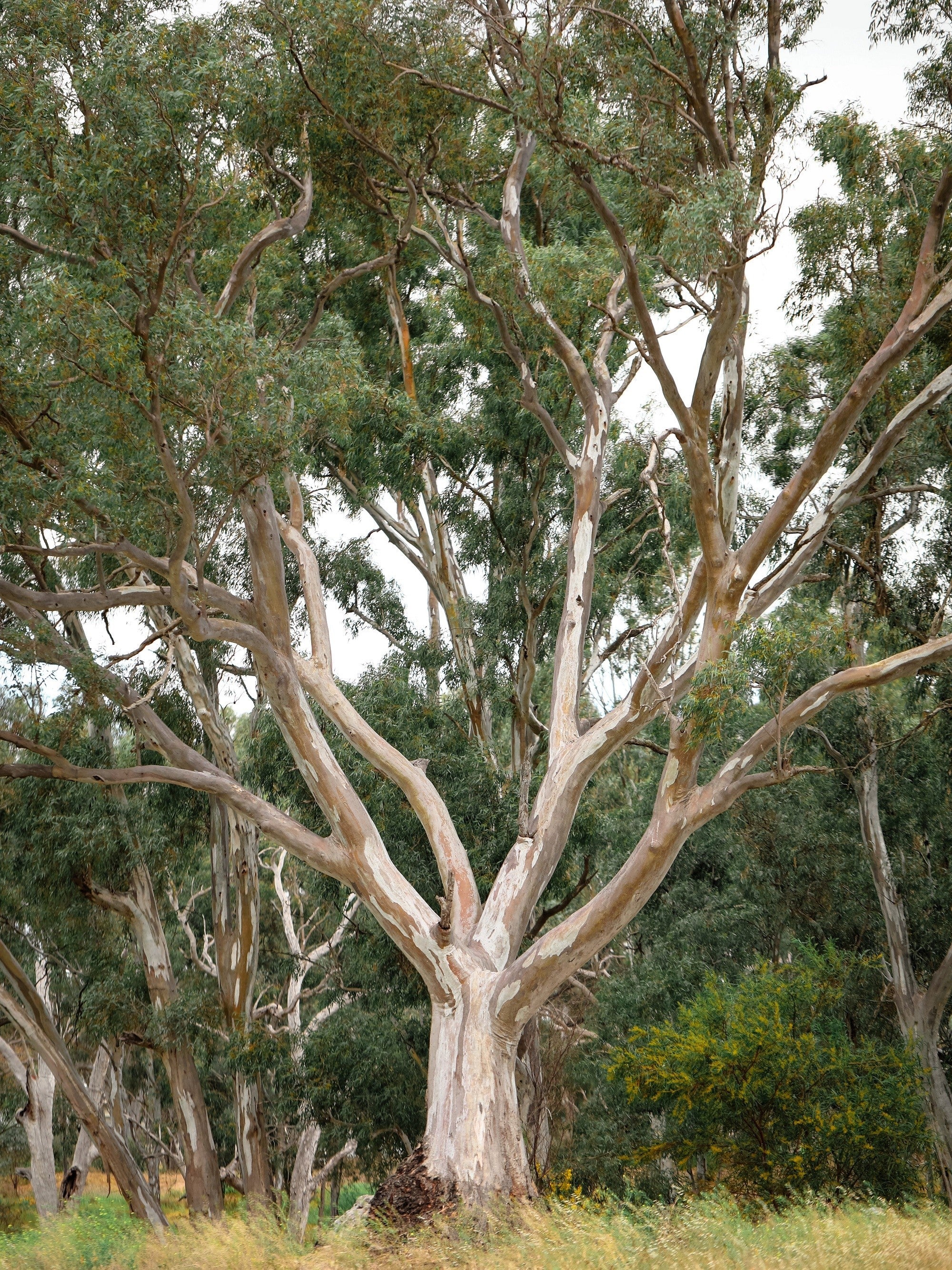 25 RED FOREST GUM Tree Eucalyptus Tereticornis Blue Grey Mountain Flower Seeds - Image 4