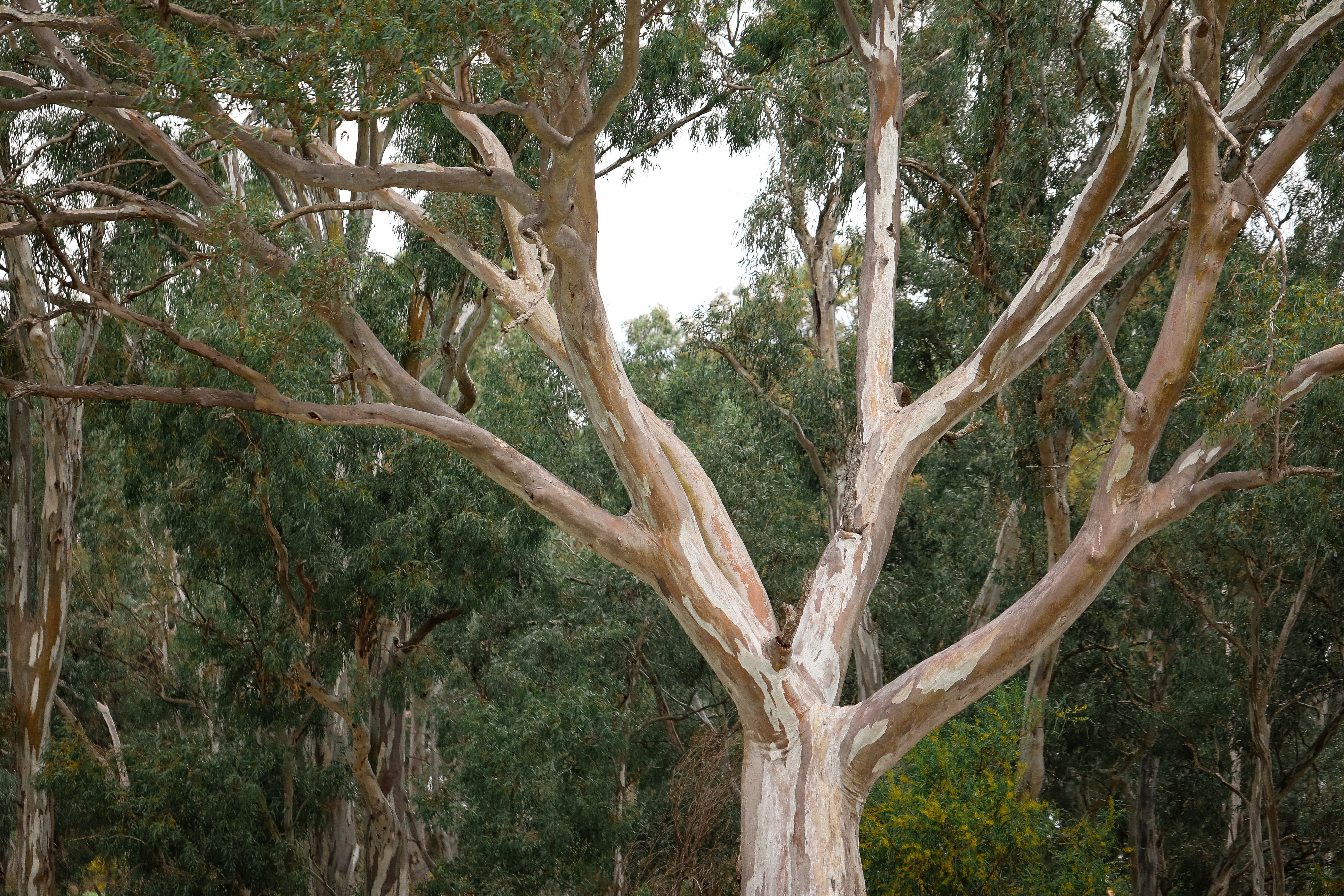 25 RED FOREST GUM Tree Eucalyptus Tereticornis Blue Grey Mountain Flower Seeds - Image 6