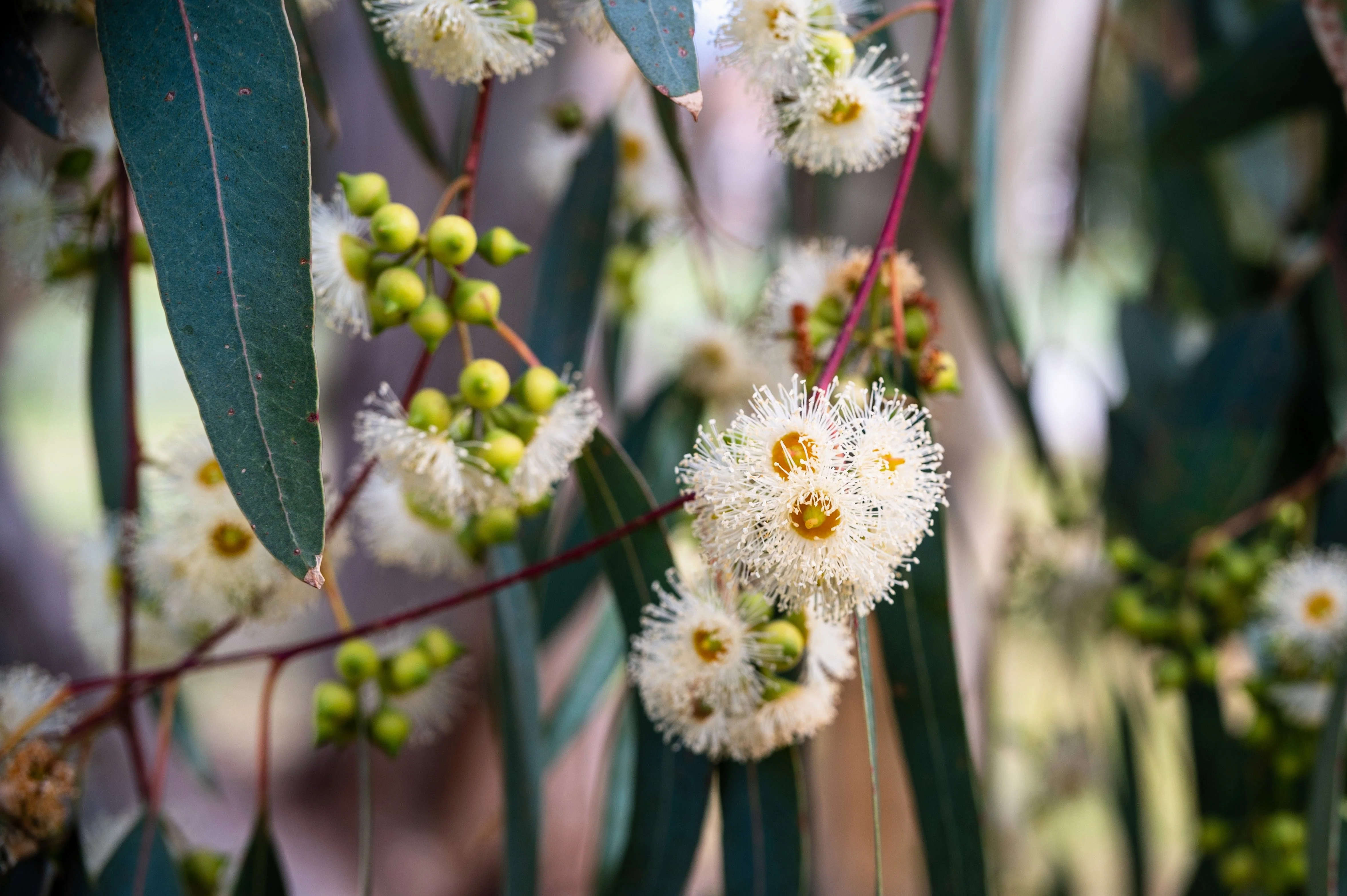 25 RED FOREST GUM Tree Eucalyptus Tereticornis Blue Grey Mountain Flower Seeds - Image 7