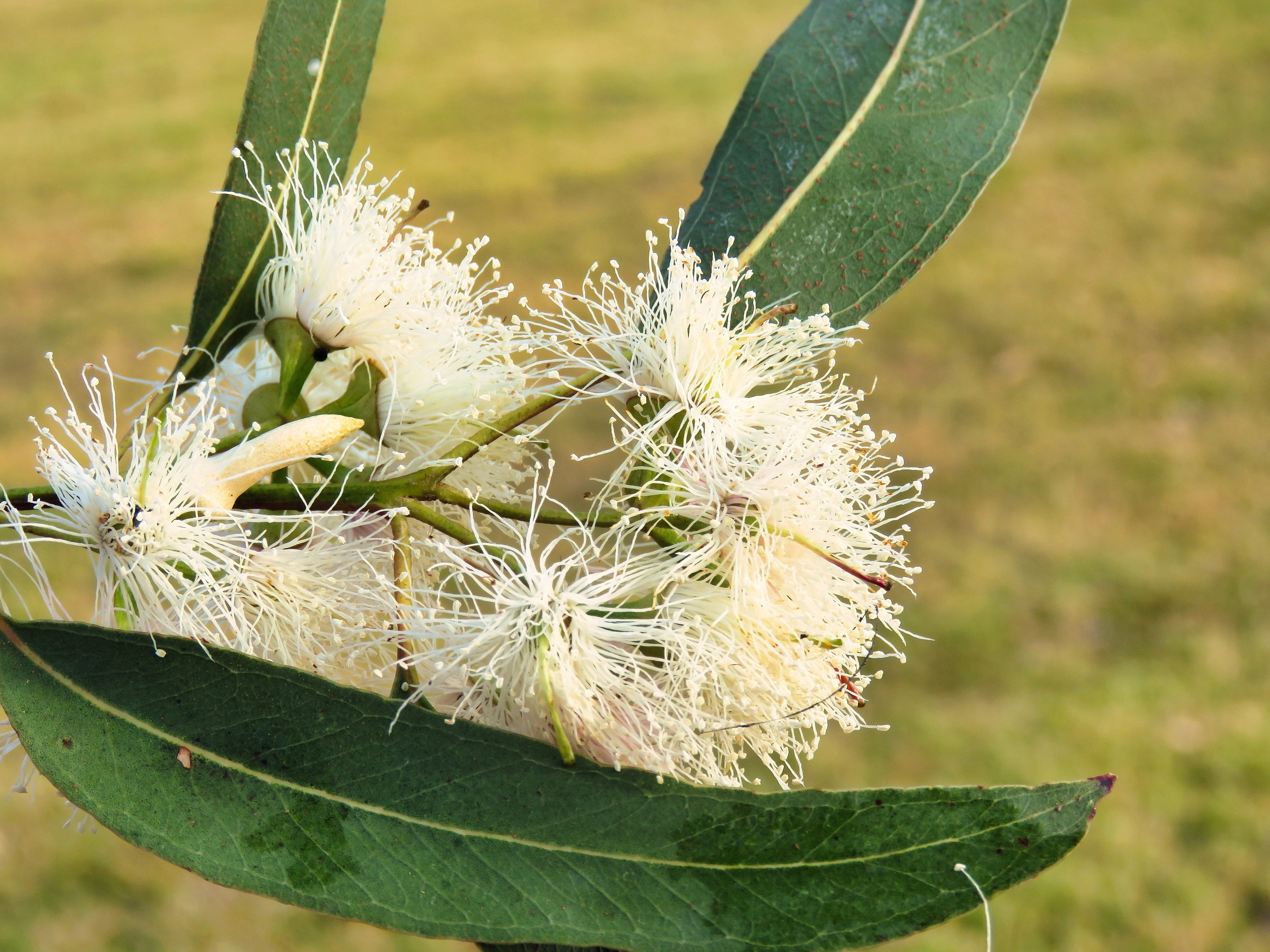 25 RED FOREST GUM Tree Eucalyptus Tereticornis Blue Grey Mountain Flower Seeds - Image 9