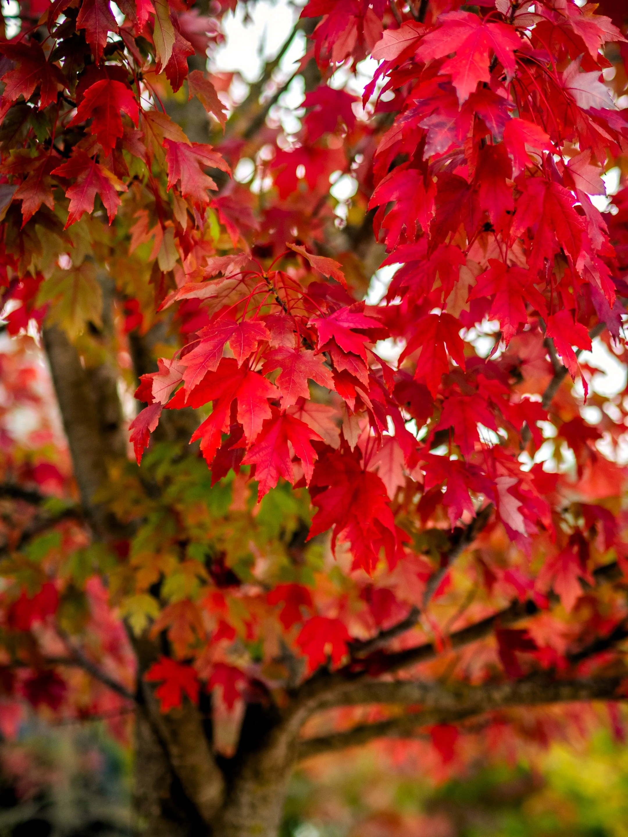 25 Scarlet CAROLINA RED MAPLE Tree Acer Rubrum Seeds - Image 10