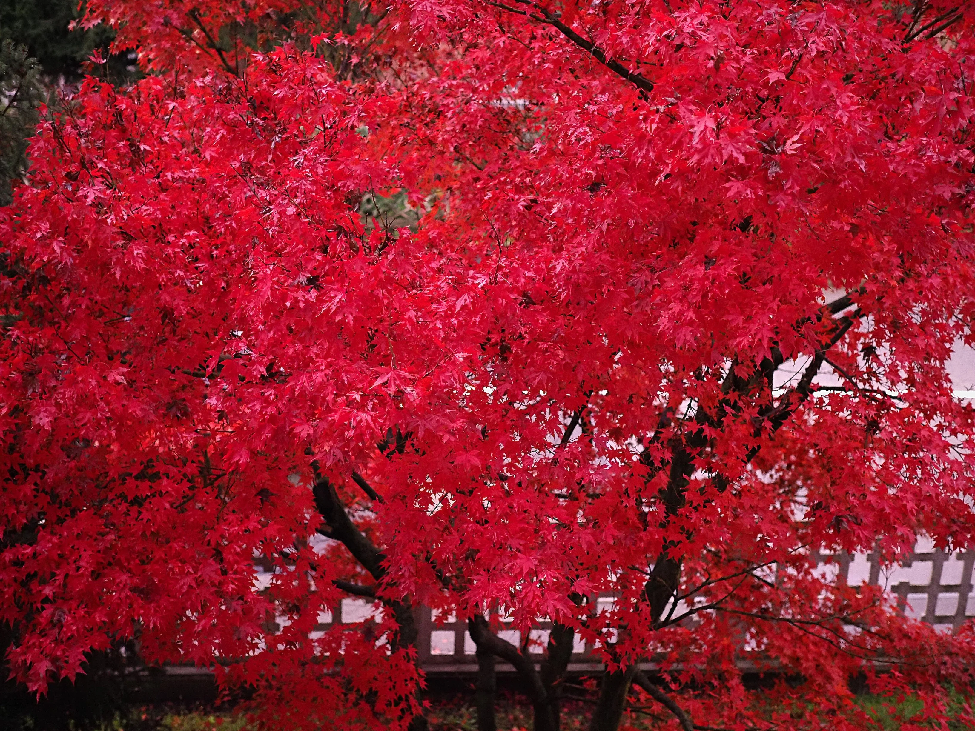 25 Scarlet CAROLINA RED MAPLE Tree Acer Rubrum Seeds - Image 2