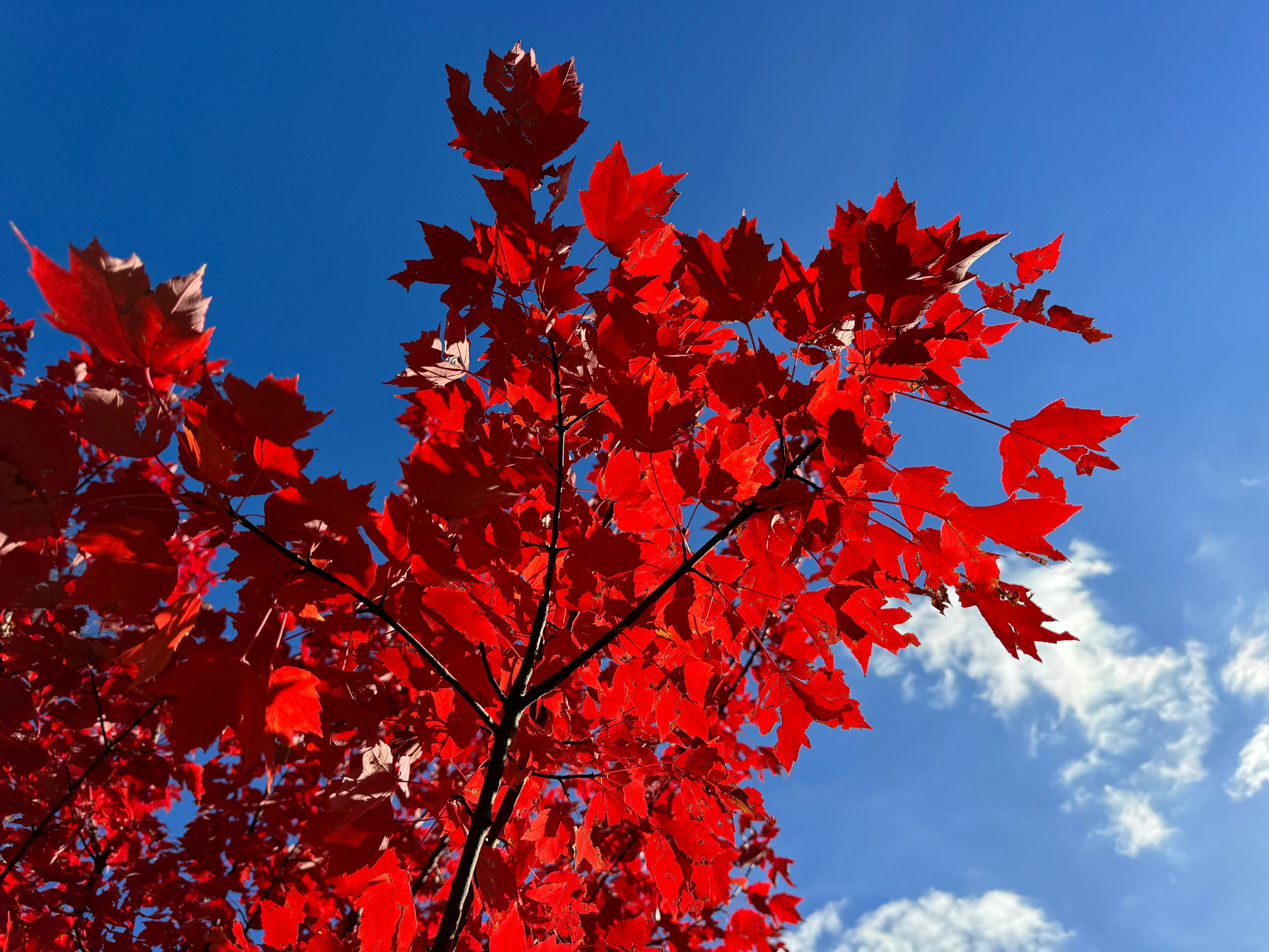 25 Scarlet CAROLINA RED MAPLE Tree Acer Rubrum Seeds - Image 3