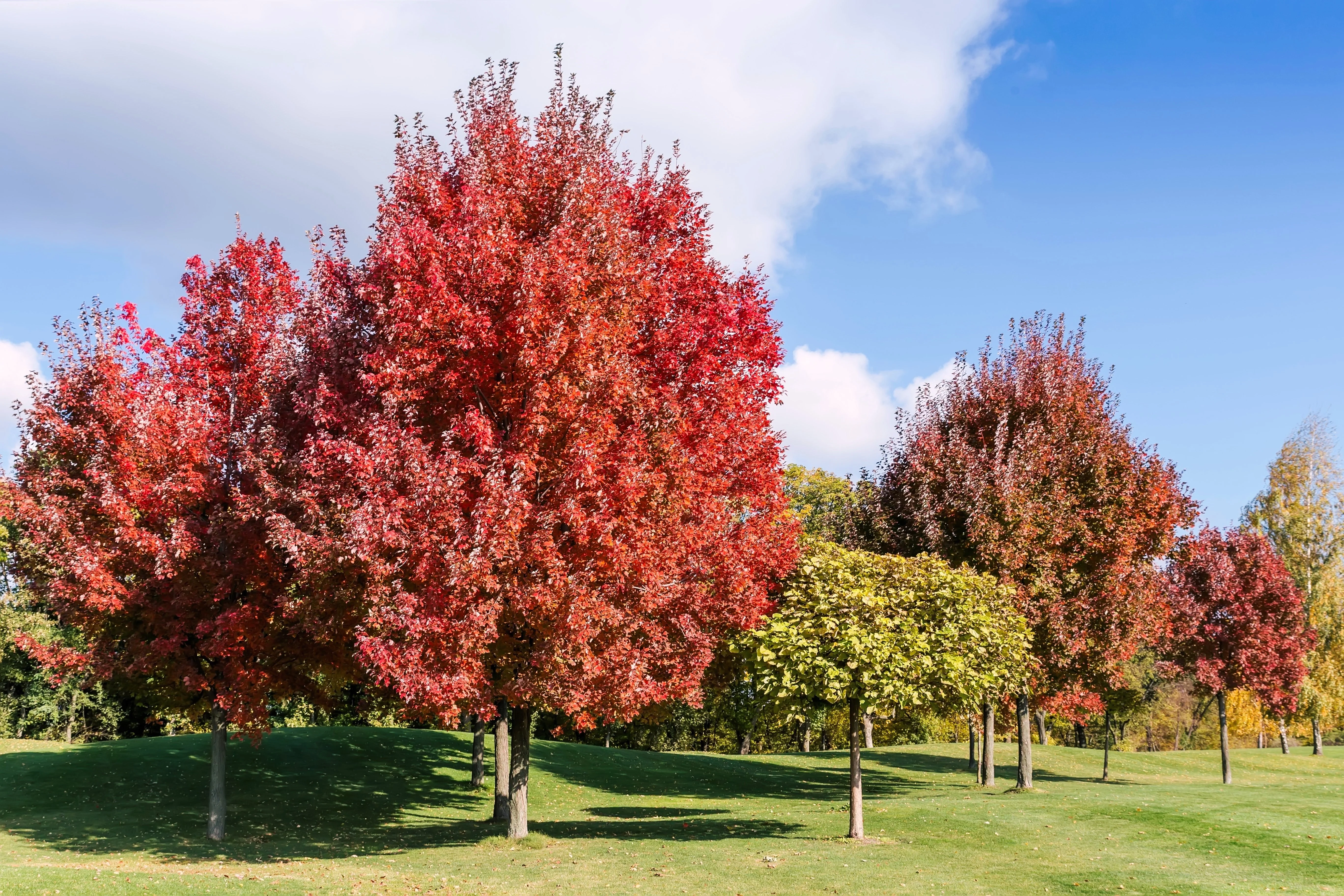 25 Scarlet CAROLINA RED MAPLE Tree Acer Rubrum Seeds - Image 4