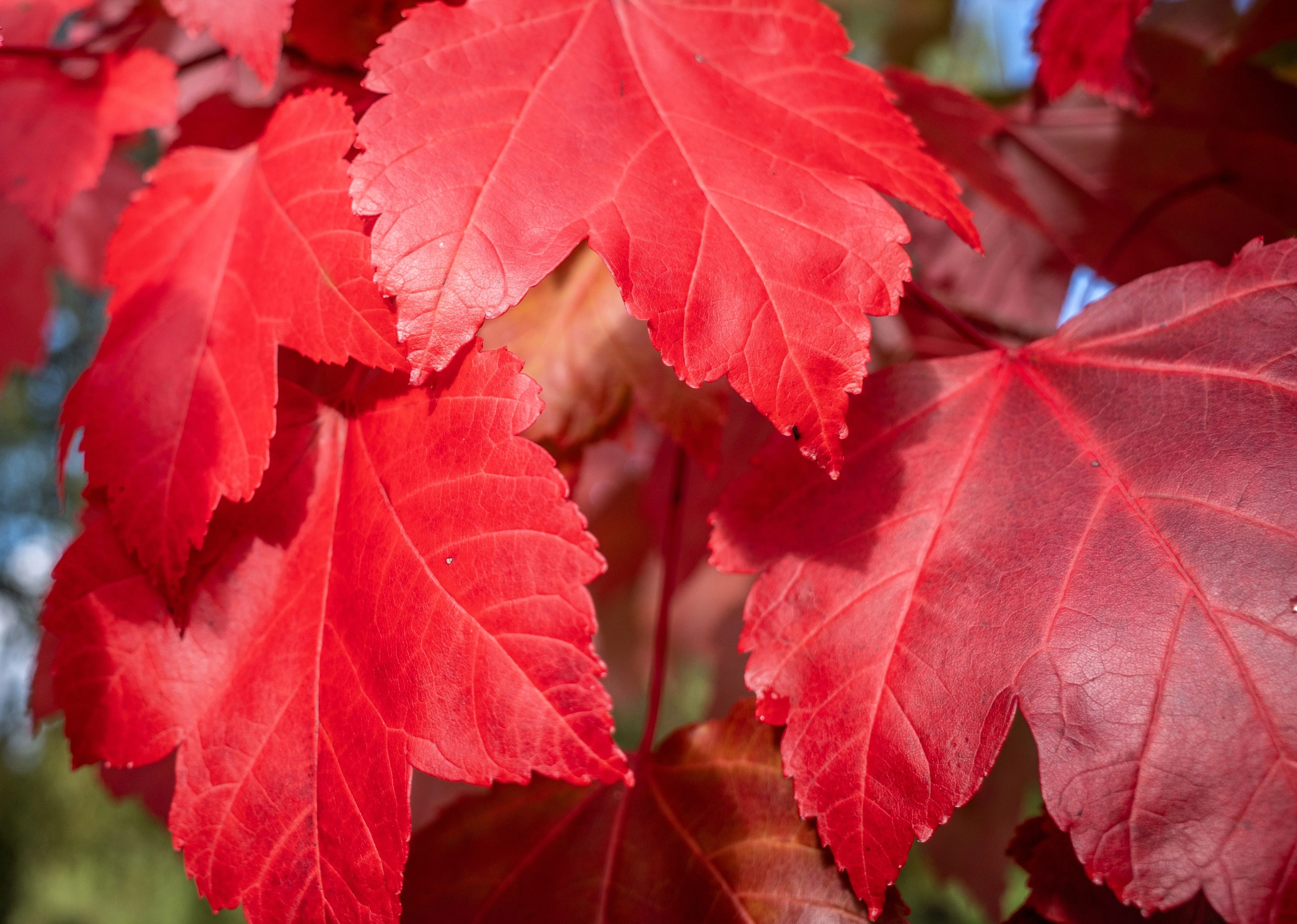 25 Scarlet CAROLINA RED MAPLE Tree Acer Rubrum Seeds - Image 6
