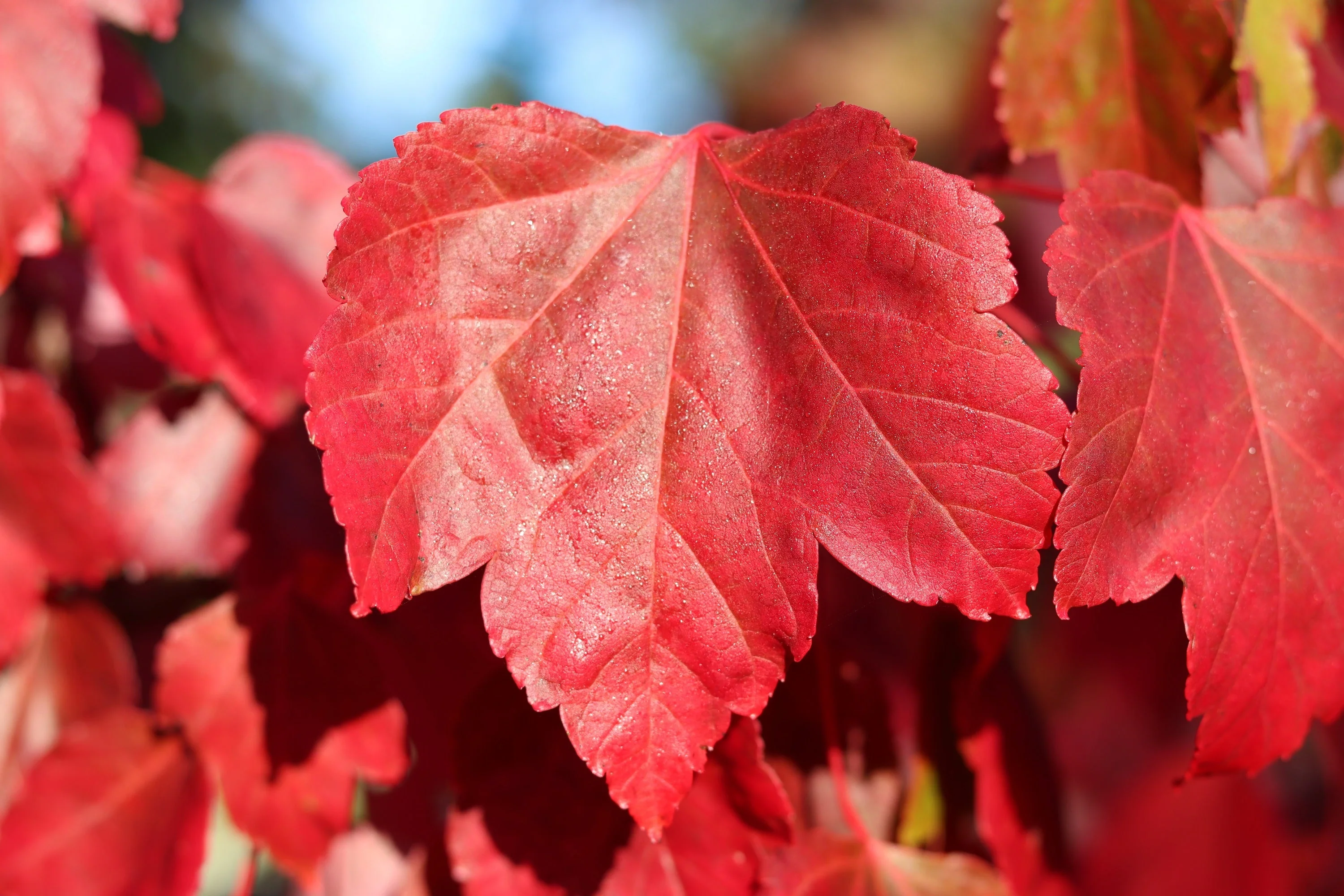 25 Scarlet CAROLINA RED MAPLE Tree Acer Rubrum Seeds - Image 7