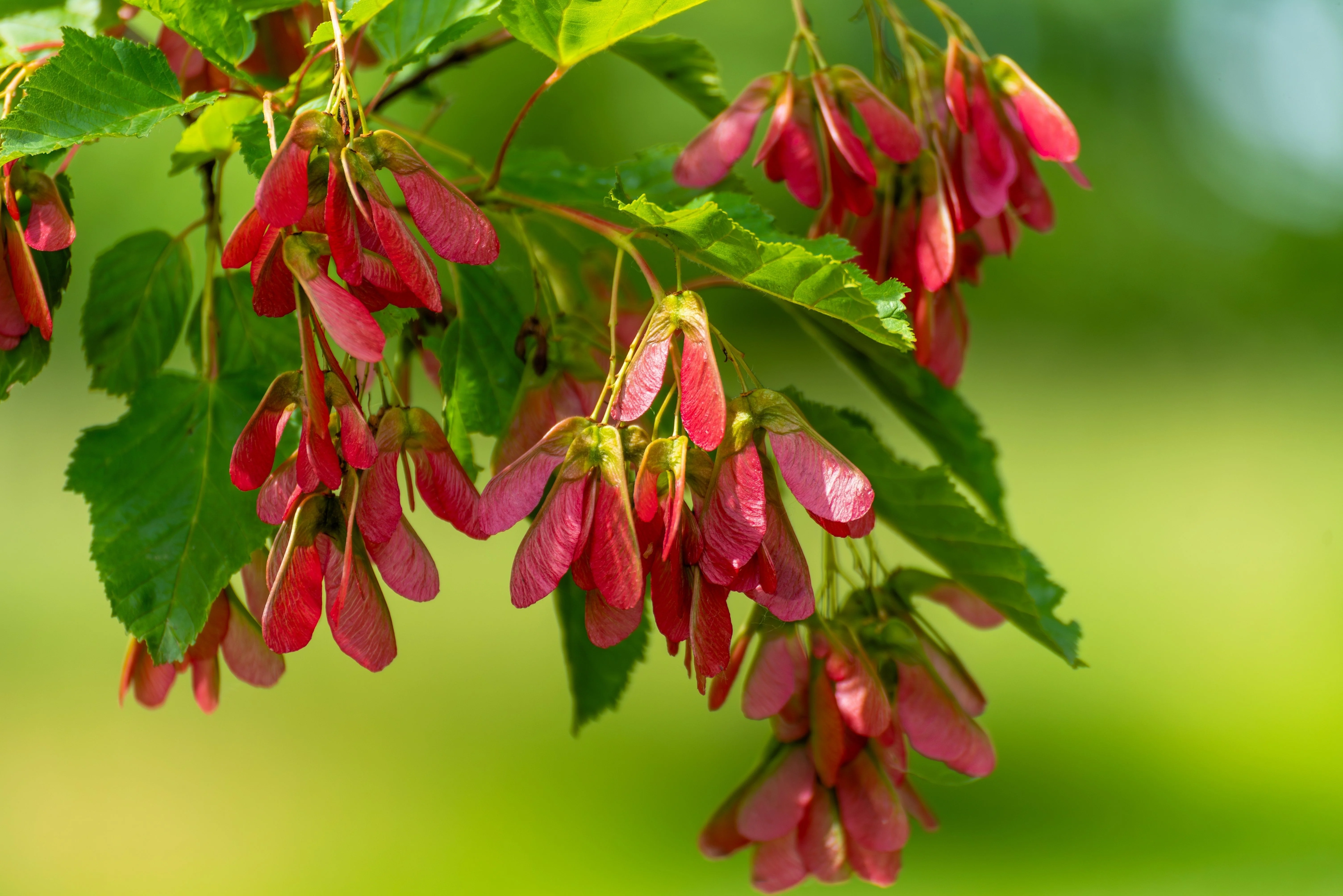 25 Scarlet CAROLINA RED MAPLE Tree Acer Rubrum Seeds - Image 8