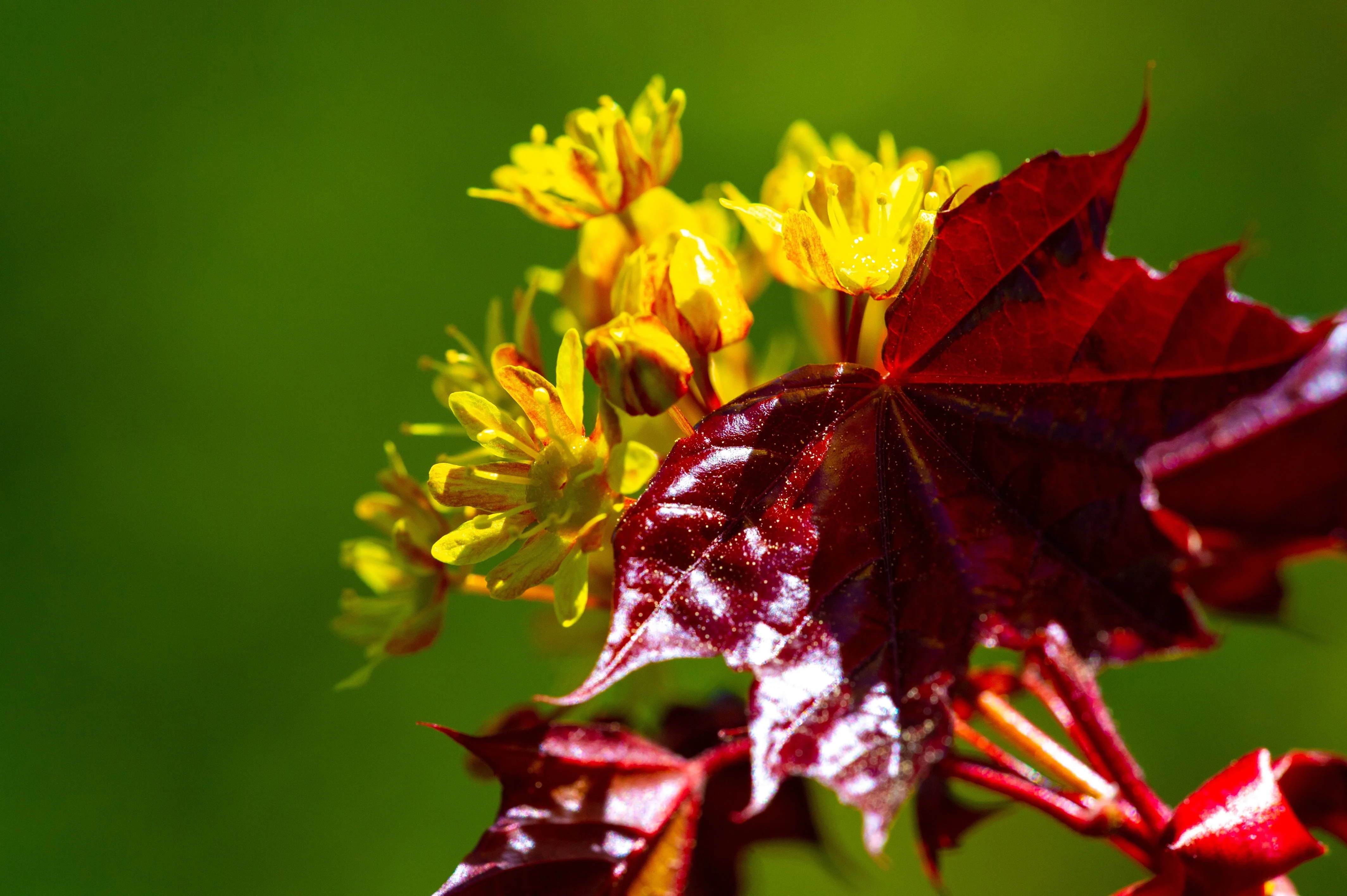 25 Scarlet CAROLINA RED MAPLE Tree Acer Rubrum Seeds - Image 9