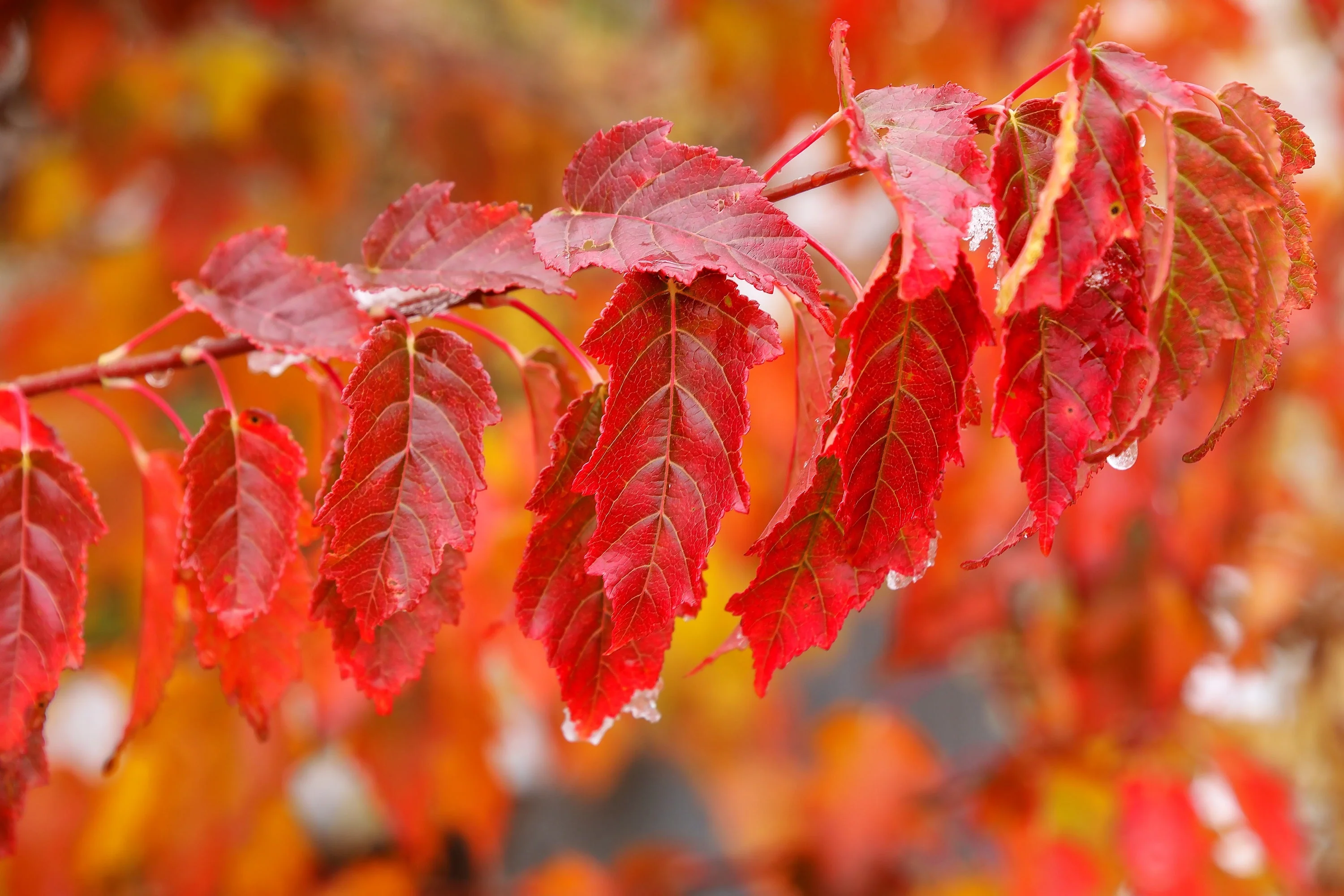 25 SIBERIAN MAPLE TREE Acer Ginnala Seeds - Red Fall Foliage - Image 10