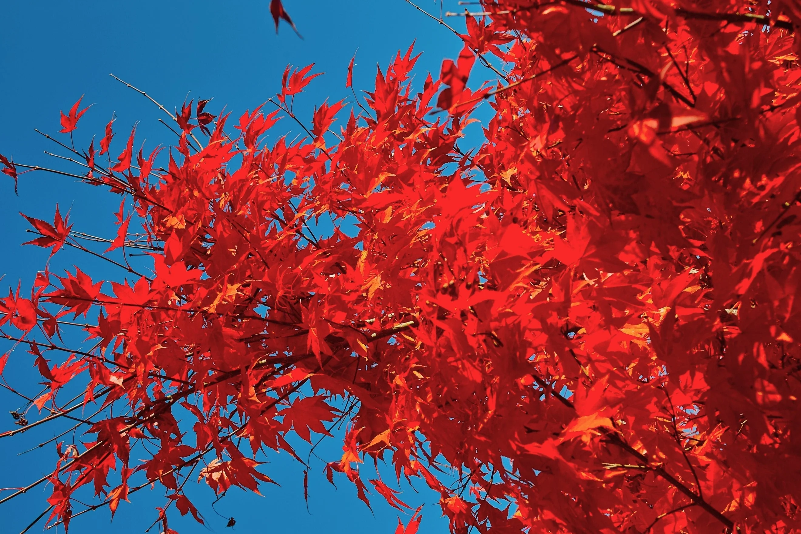 25 SIBERIAN MAPLE TREE Acer Ginnala Seeds - Red Fall Foliage - Image 11