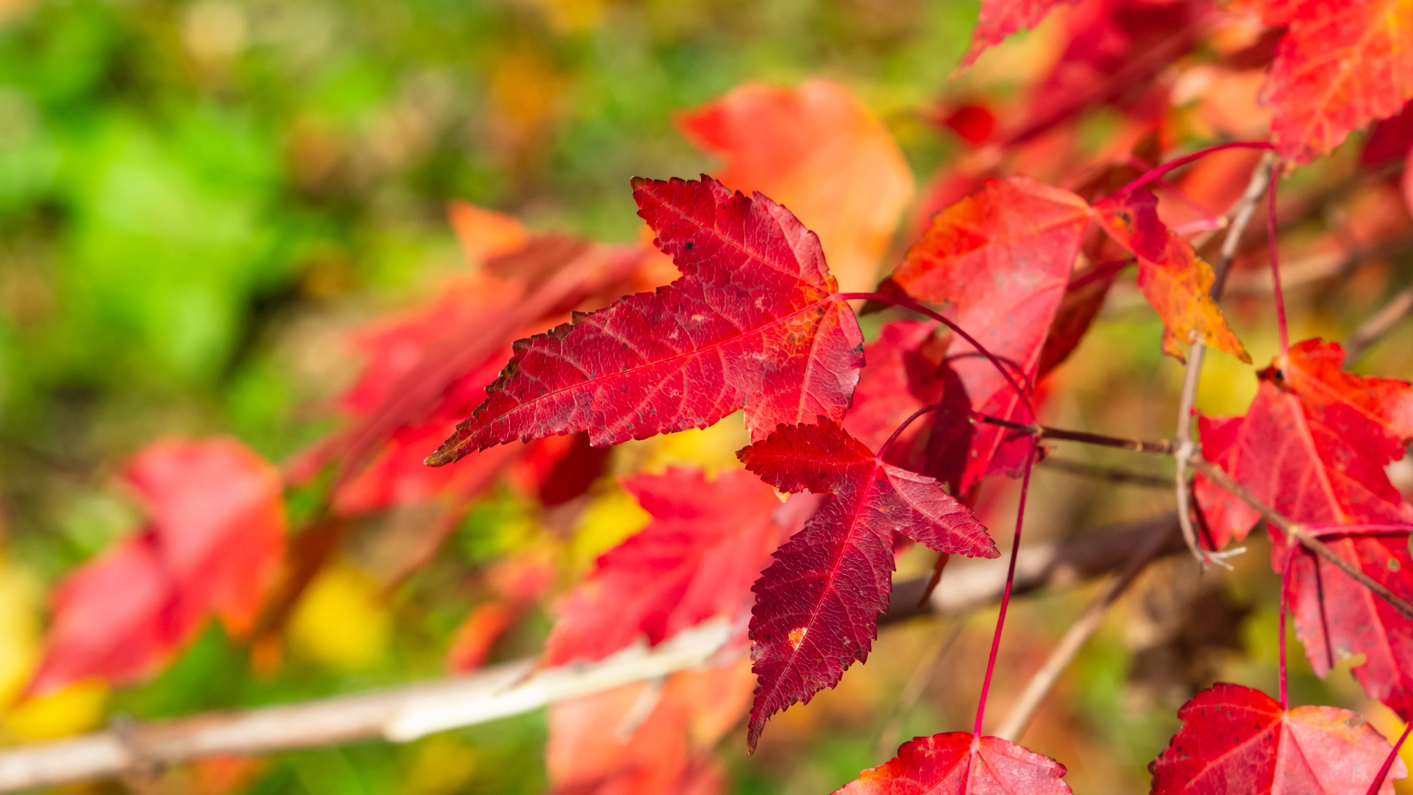 25 SIBERIAN MAPLE TREE Acer Ginnala Seeds - Red Fall Foliage - Image 12