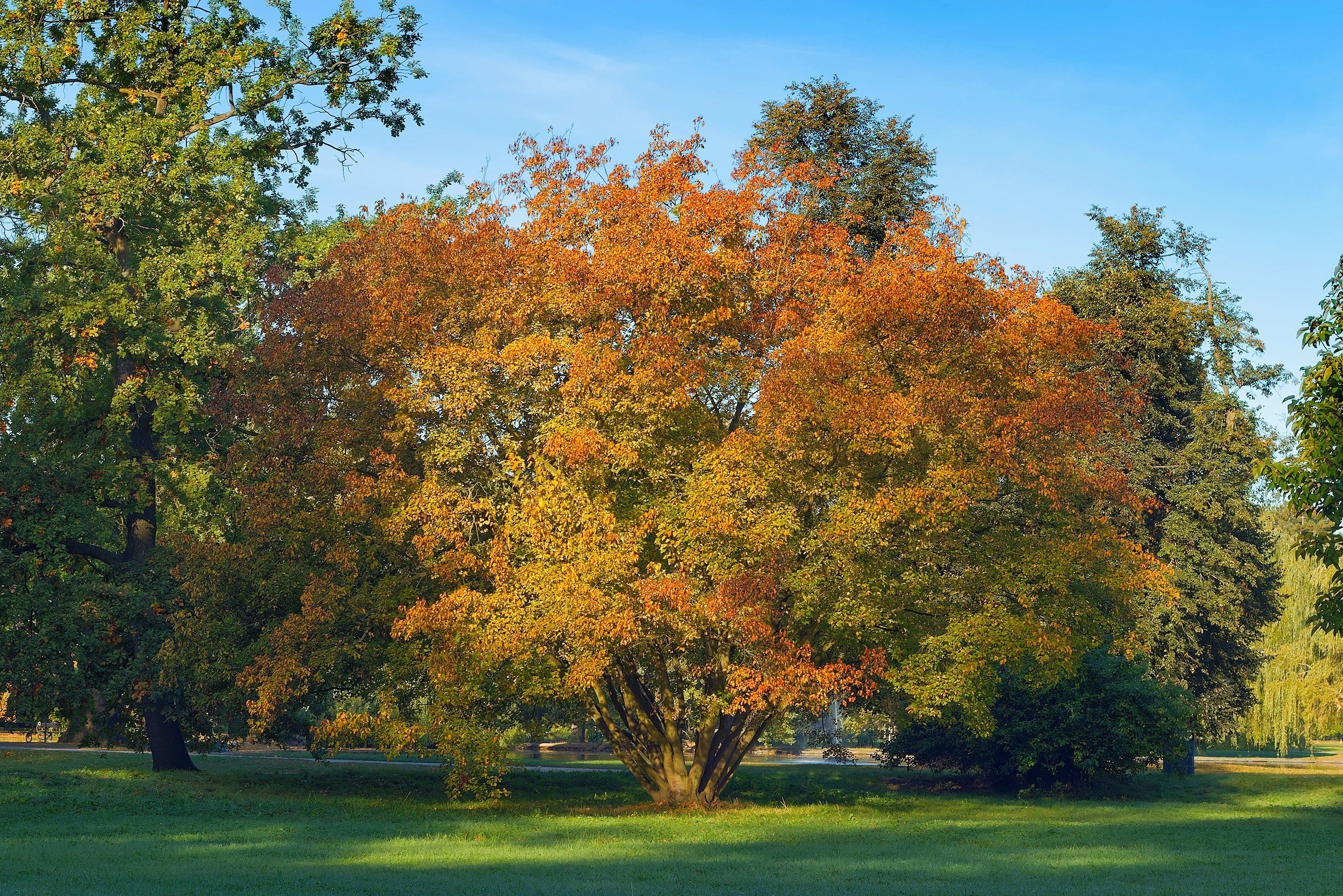 25 SIBERIAN MAPLE TREE Acer Ginnala Seeds - Red Fall Foliage - Image 3