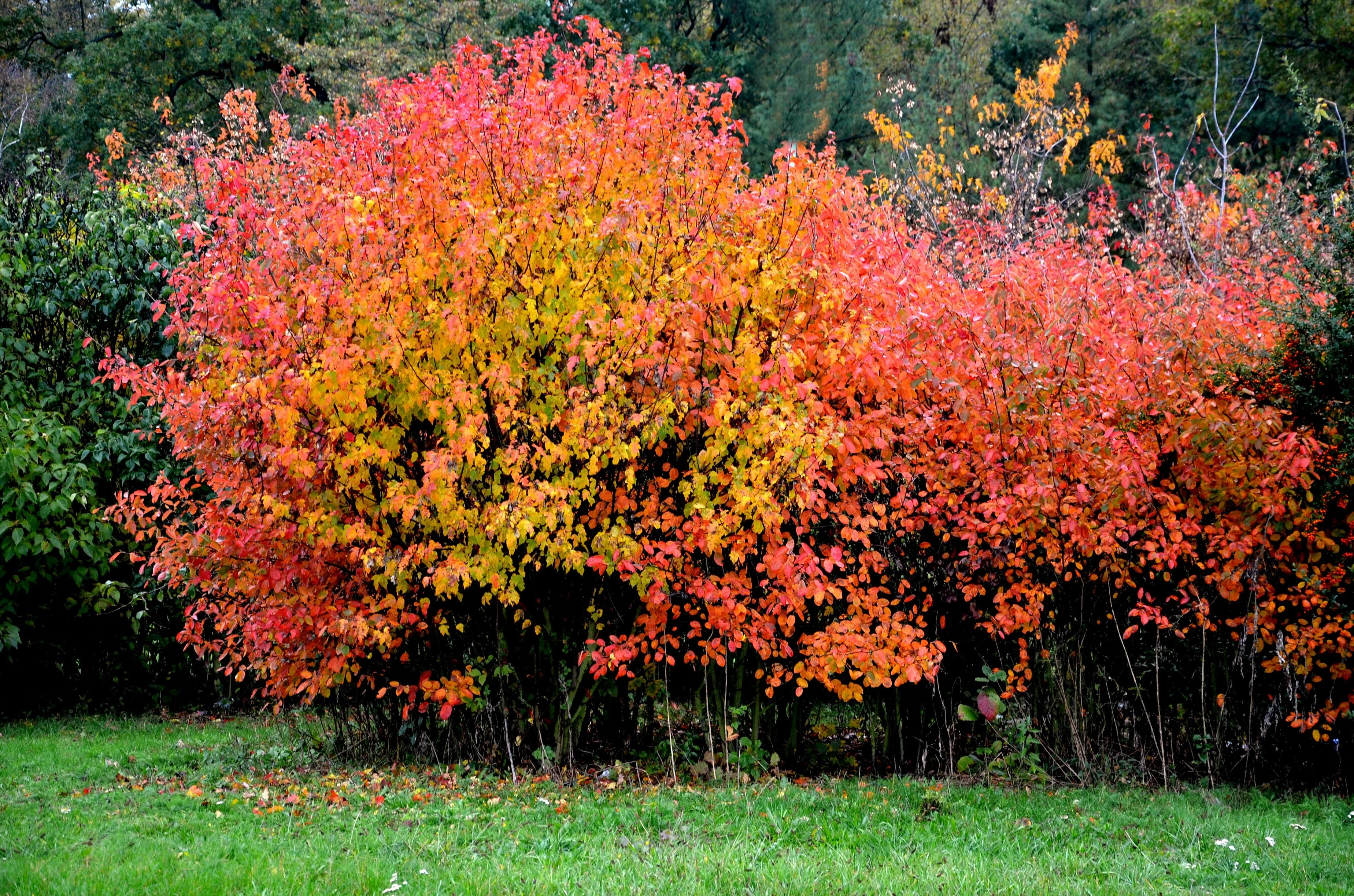 25 SIBERIAN MAPLE TREE Acer Ginnala Seeds - Red Fall Foliage - Image 4