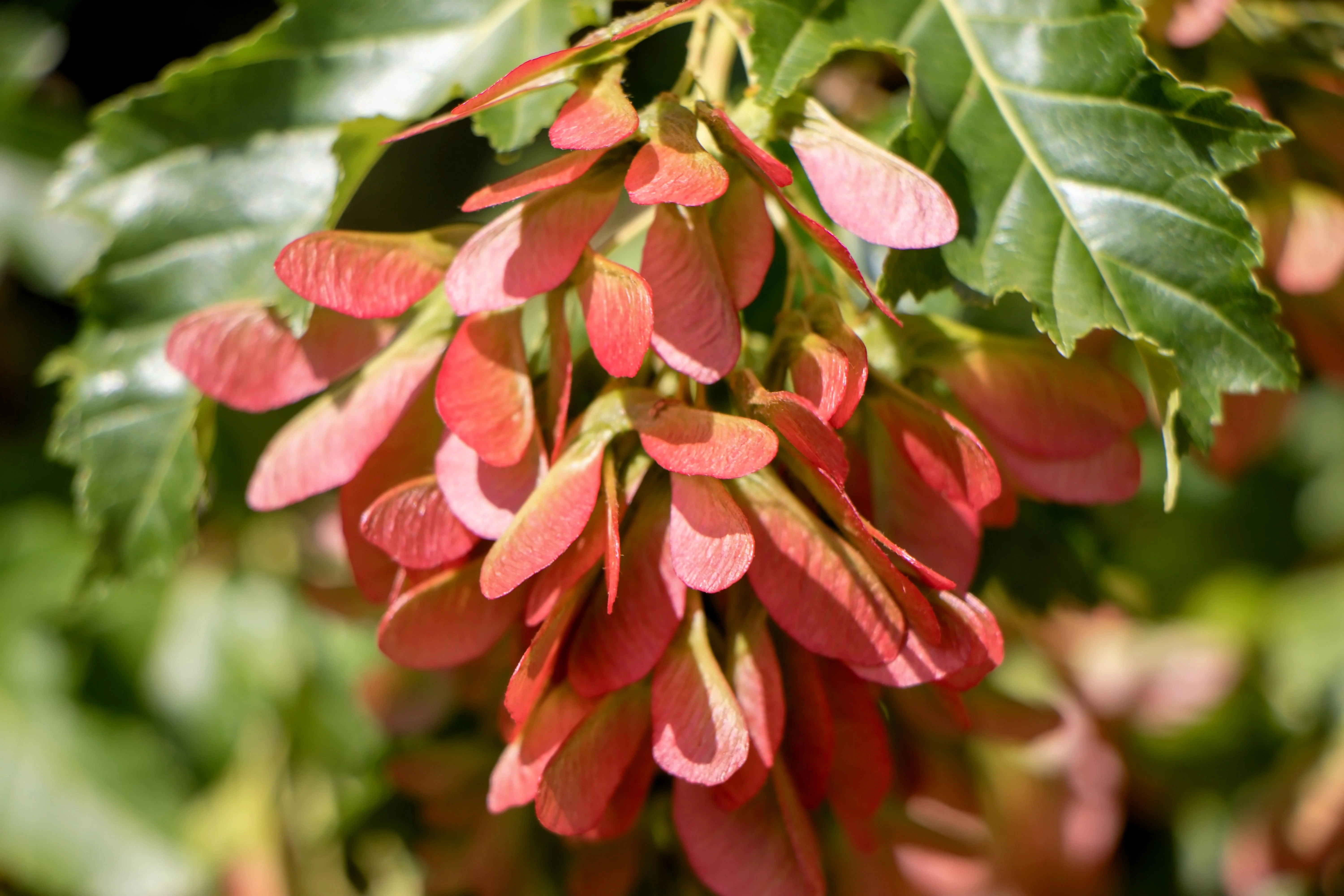 25 SIBERIAN MAPLE TREE Acer Ginnala Seeds - Red Fall Foliage - Image 5