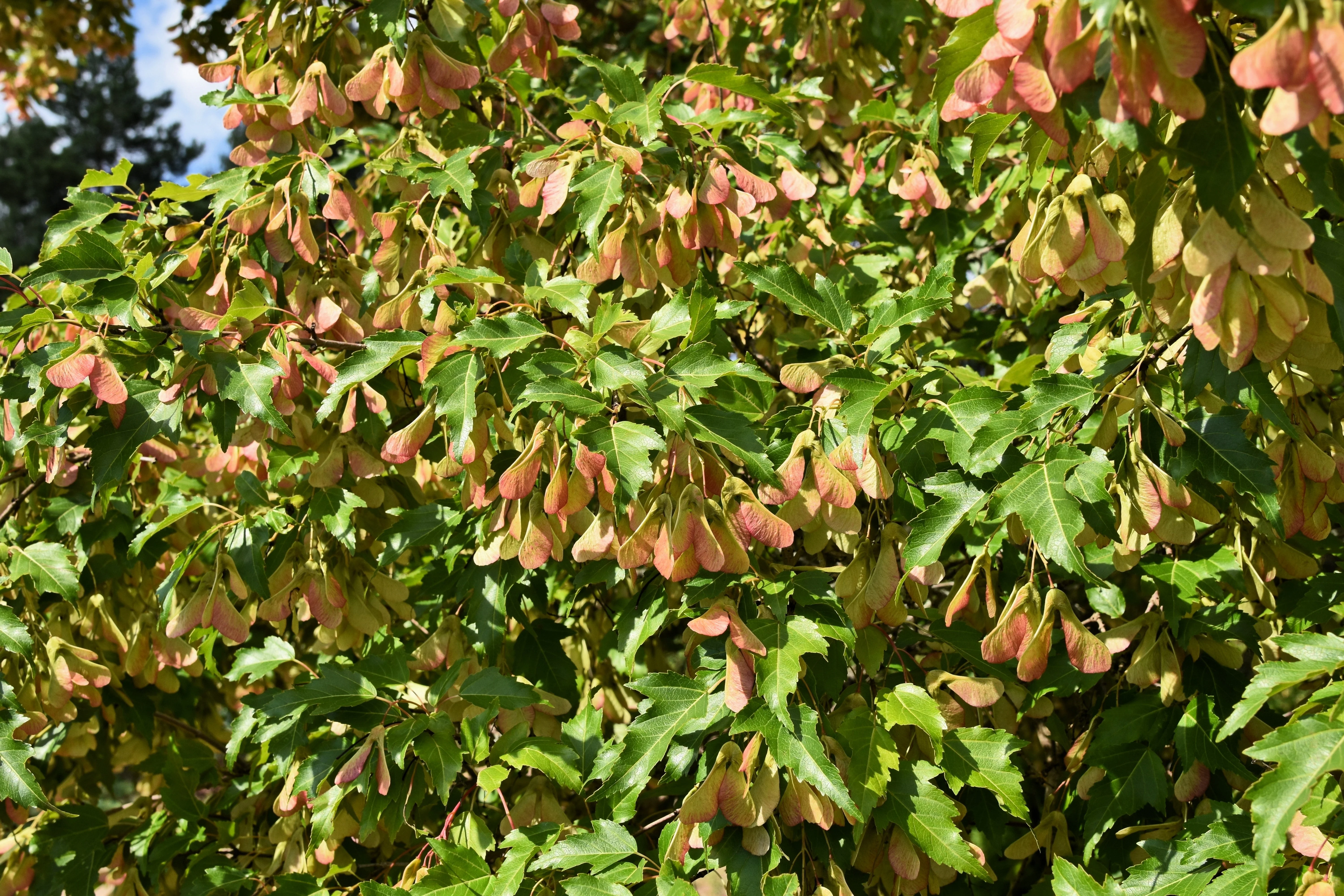 25 SIBERIAN MAPLE TREE Acer Ginnala Seeds - Red Fall Foliage - Image 6