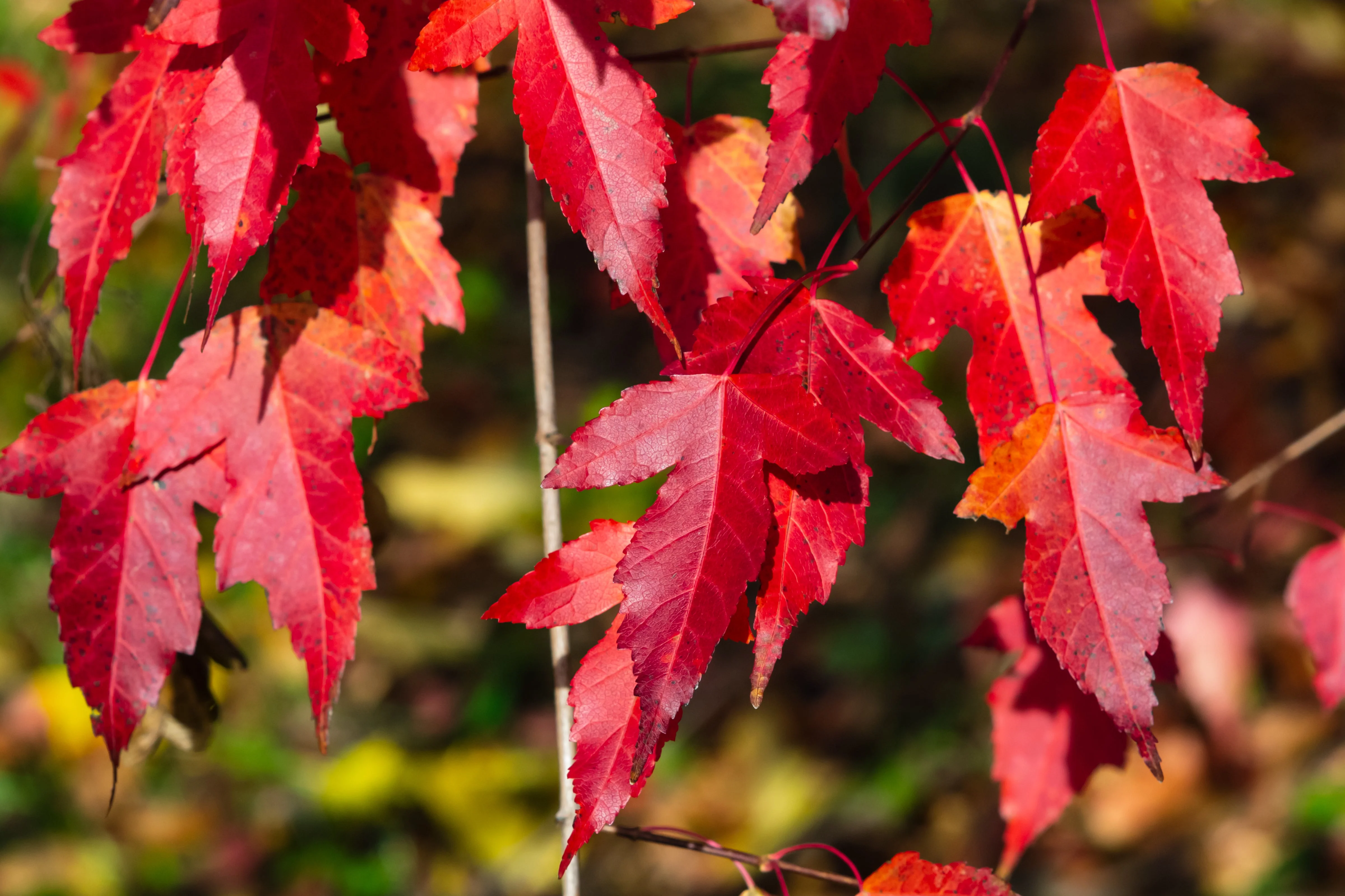 25 SIBERIAN MAPLE TREE Acer Ginnala Seeds - Red Fall Foliage - Image 7