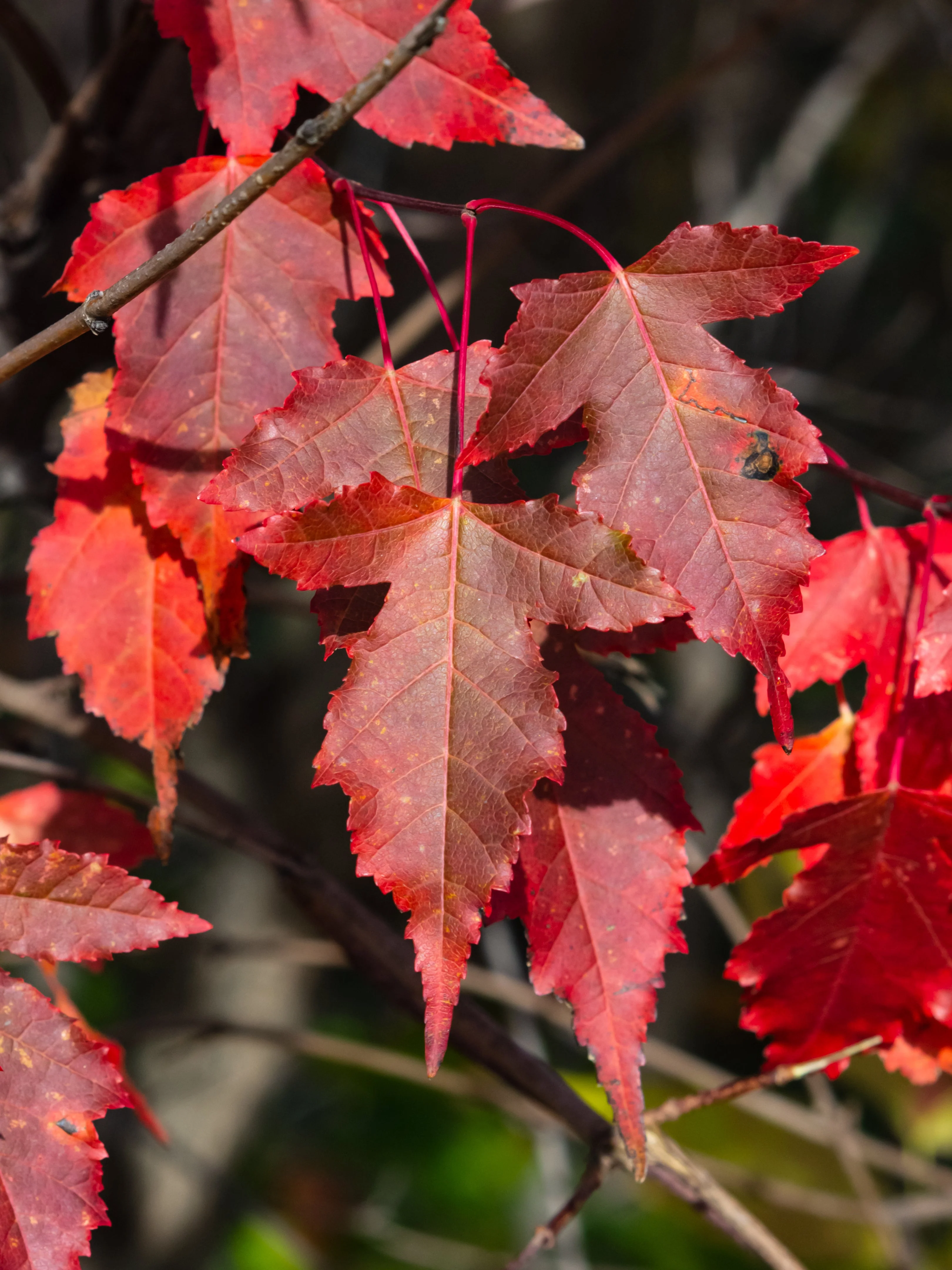 25 SIBERIAN MAPLE TREE Acer Ginnala Seeds - Red Fall Foliage - Image 8