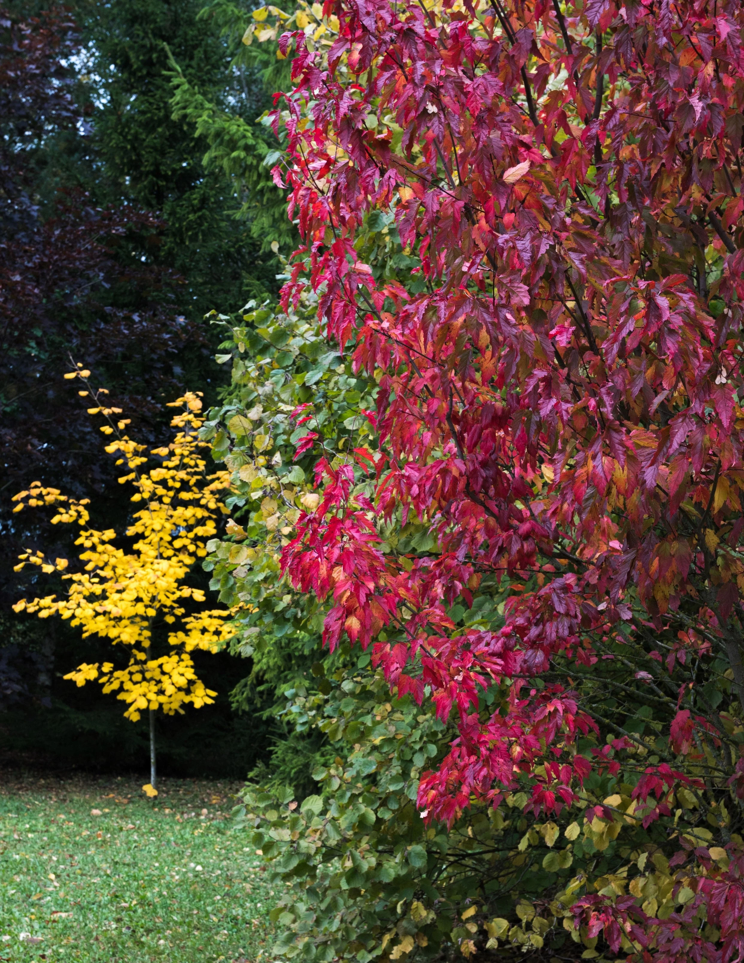 25 SIBERIAN MAPLE TREE Acer Ginnala Seeds - Red Fall Foliage - Image 9