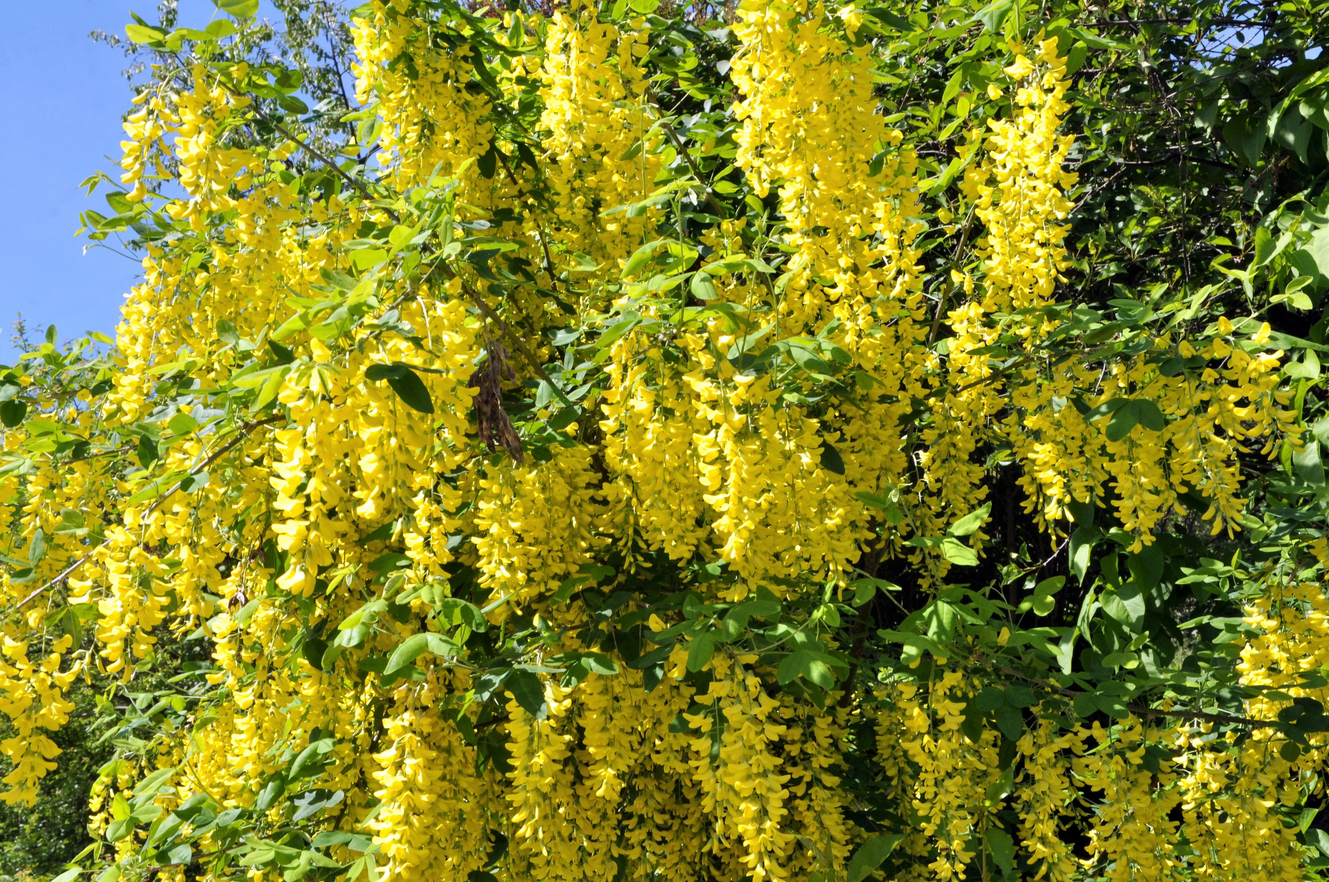 25 SIBERIAN PEASHRUB Caragana Arborescens Peatree Yellow Flower Legume Vegetable Seeds - Image 10