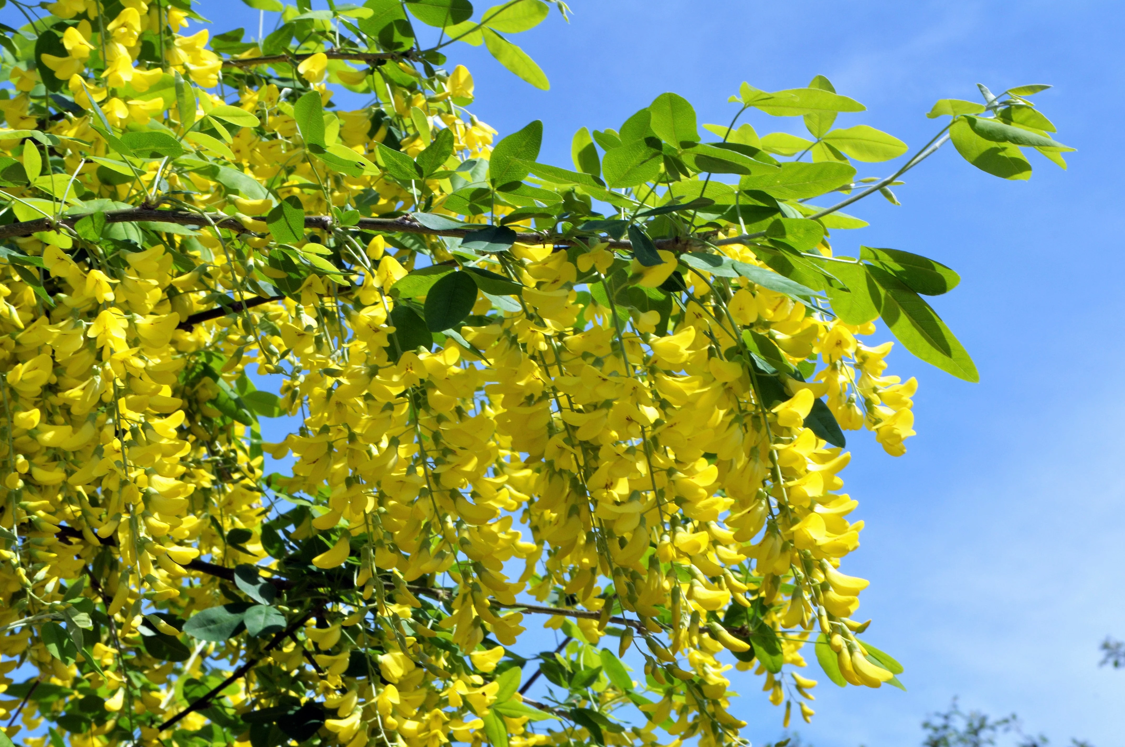 25 SIBERIAN PEASHRUB Caragana Arborescens Peatree Yellow Flower Legume Vegetable Seeds - Image 11