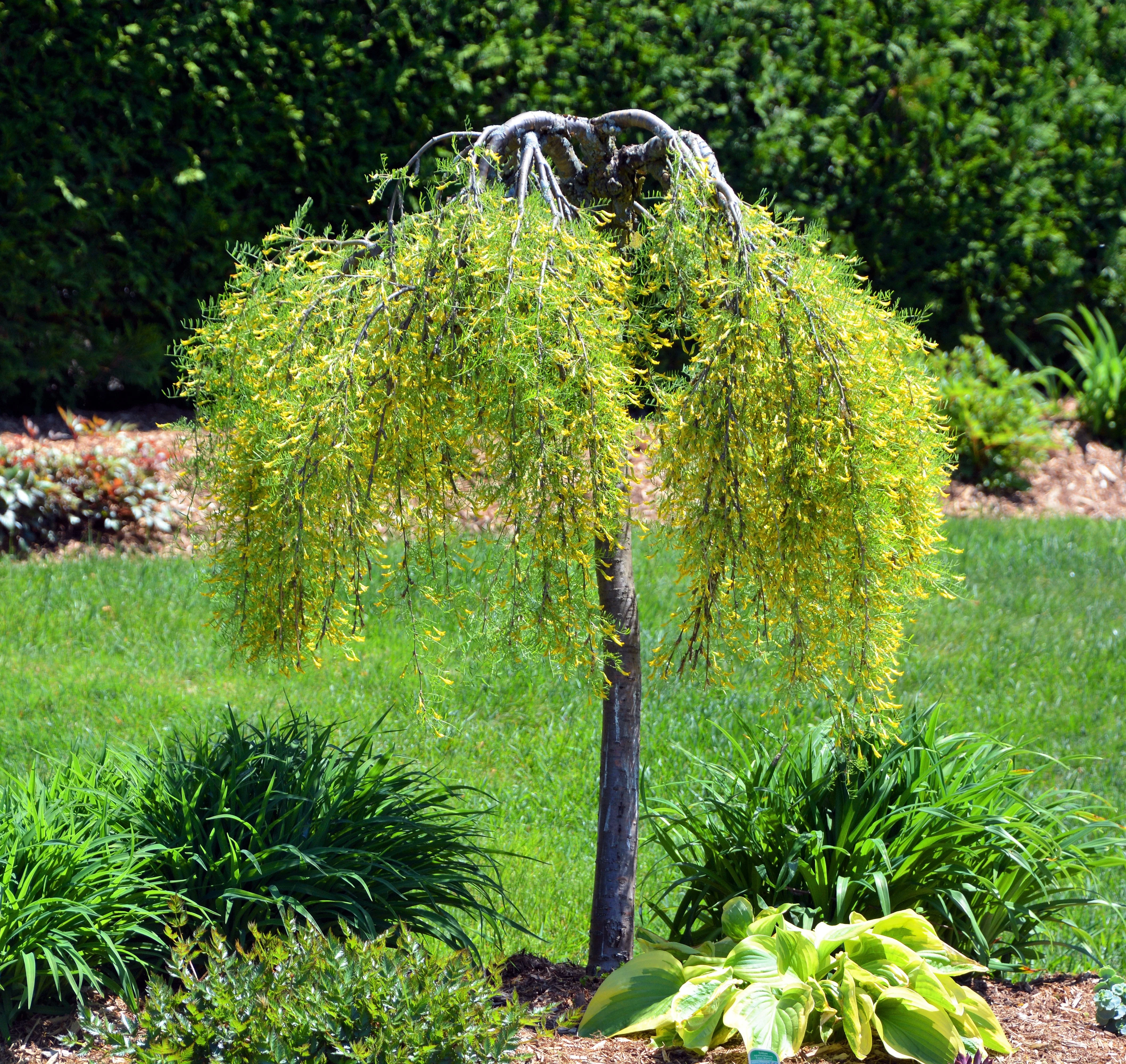 25 SIBERIAN PEASHRUB Caragana Arborescens Peatree Yellow Flower Legume Vegetable Seeds - Image 2