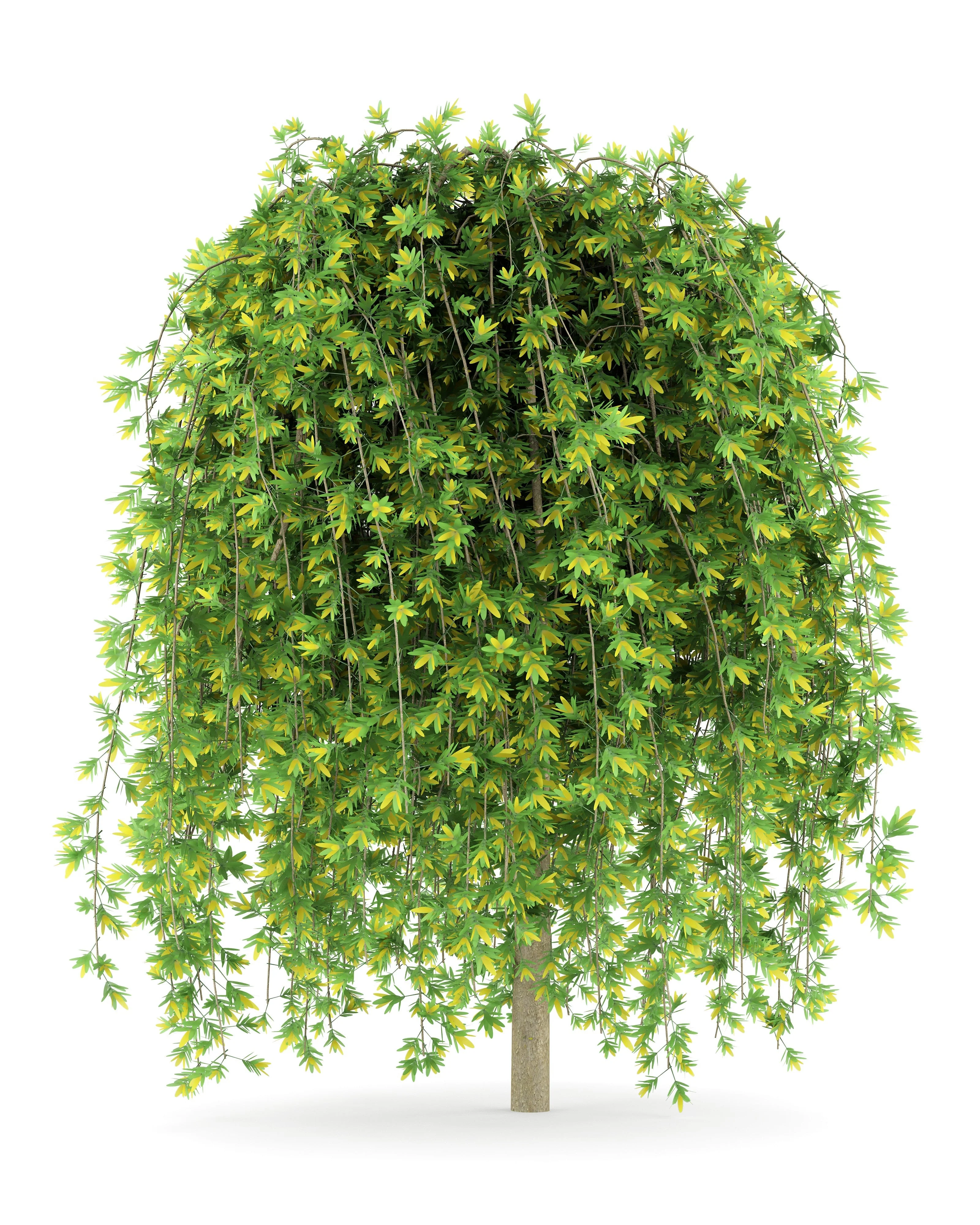 25 SIBERIAN PEASHRUB Caragana Arborescens Peatree Yellow Flower Legume Vegetable Seeds - Image 3