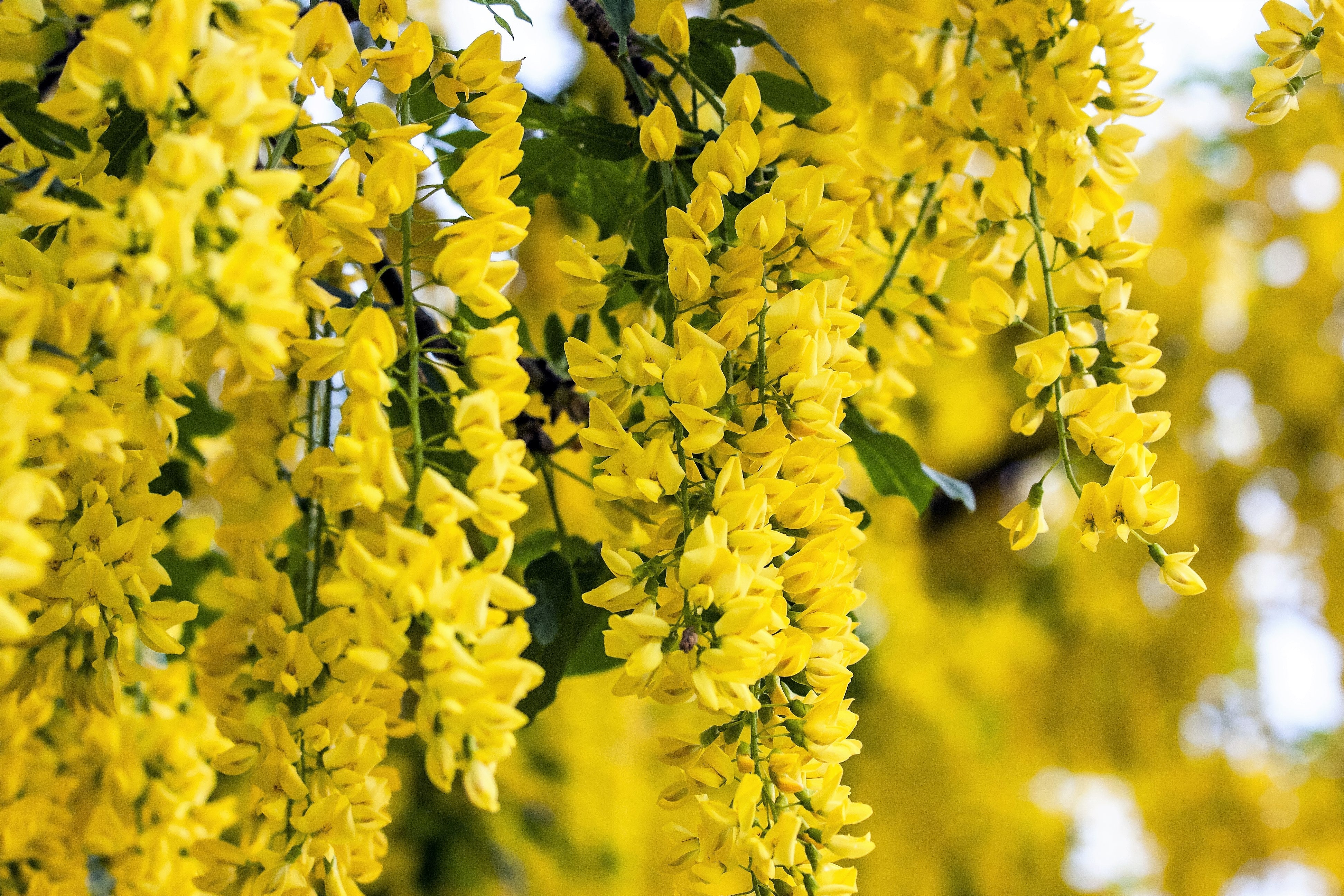 25 SIBERIAN PEASHRUB Caragana Arborescens Peatree Yellow Flower Legume Vegetable Seeds - Image 5