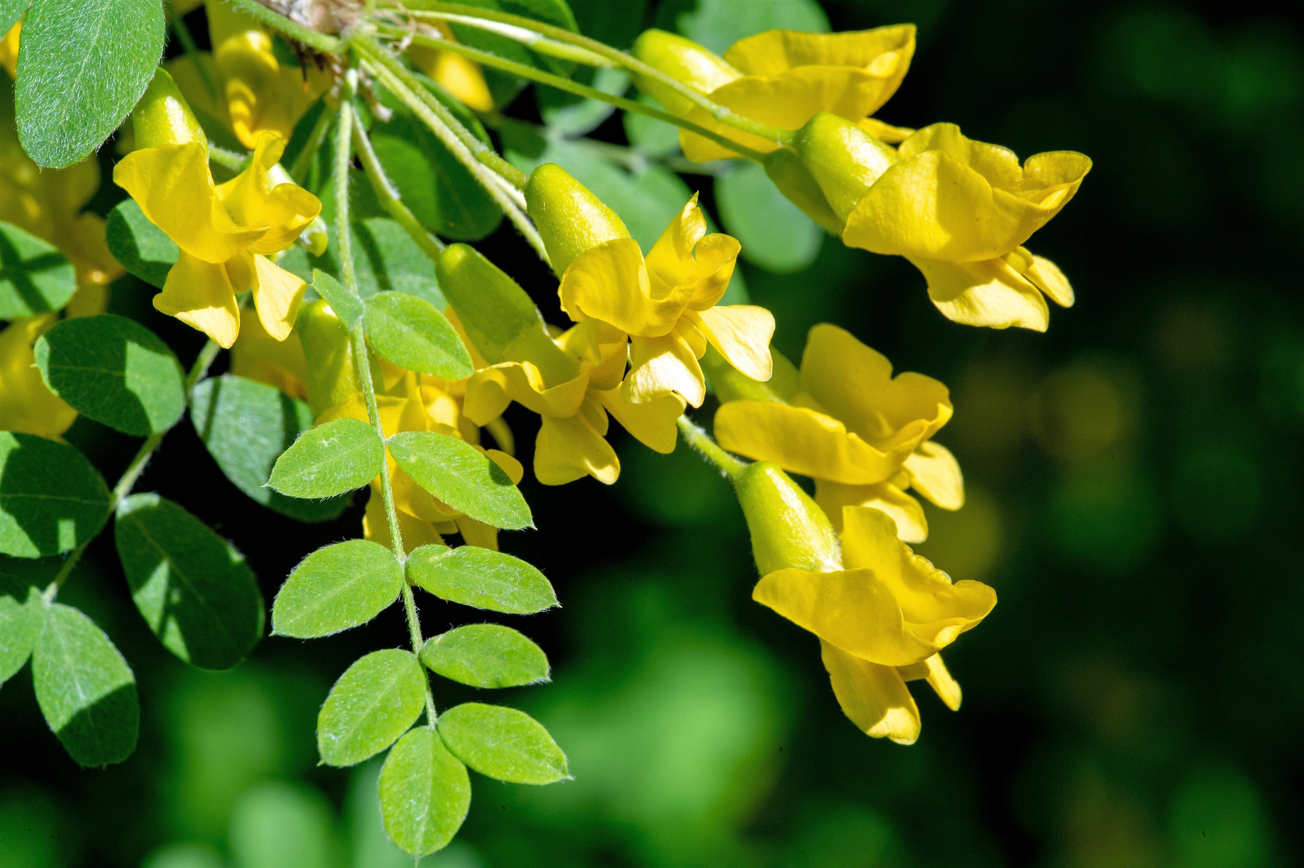25 SIBERIAN PEASHRUB Caragana Arborescens Peatree Yellow Flower Legume Vegetable Seeds - Image 6
