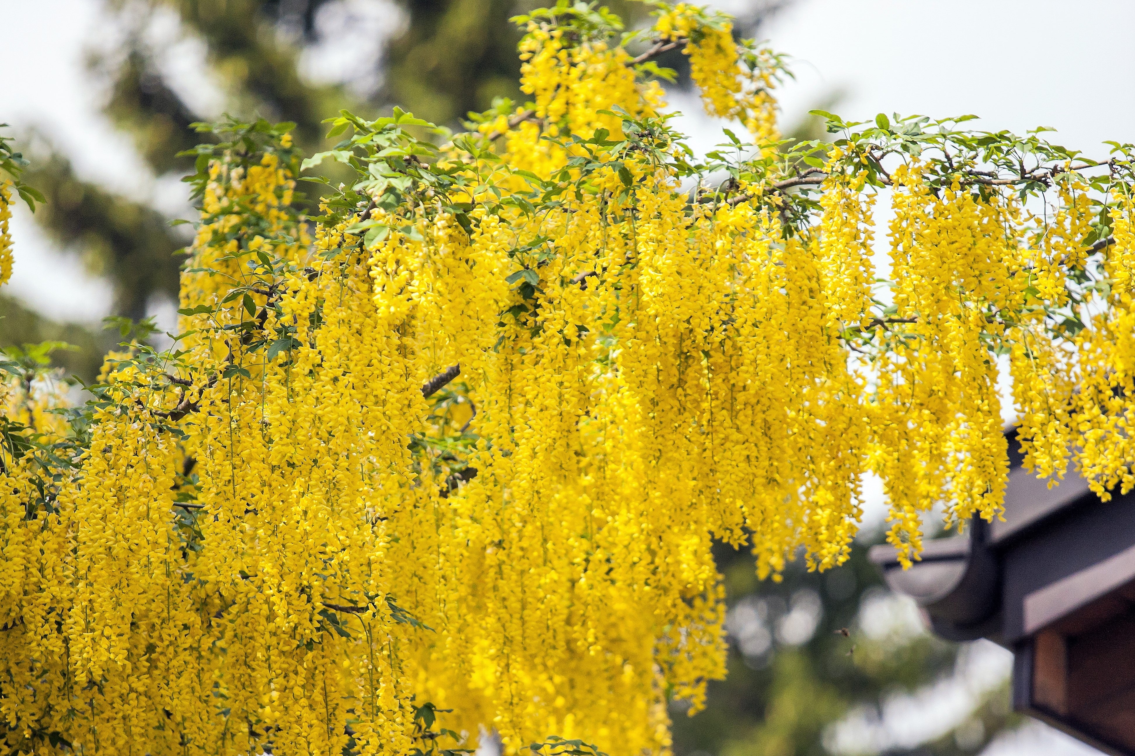 25 SIBERIAN PEASHRUB Caragana Arborescens Peatree Yellow Flower Legume Vegetable Seeds - Image 7
