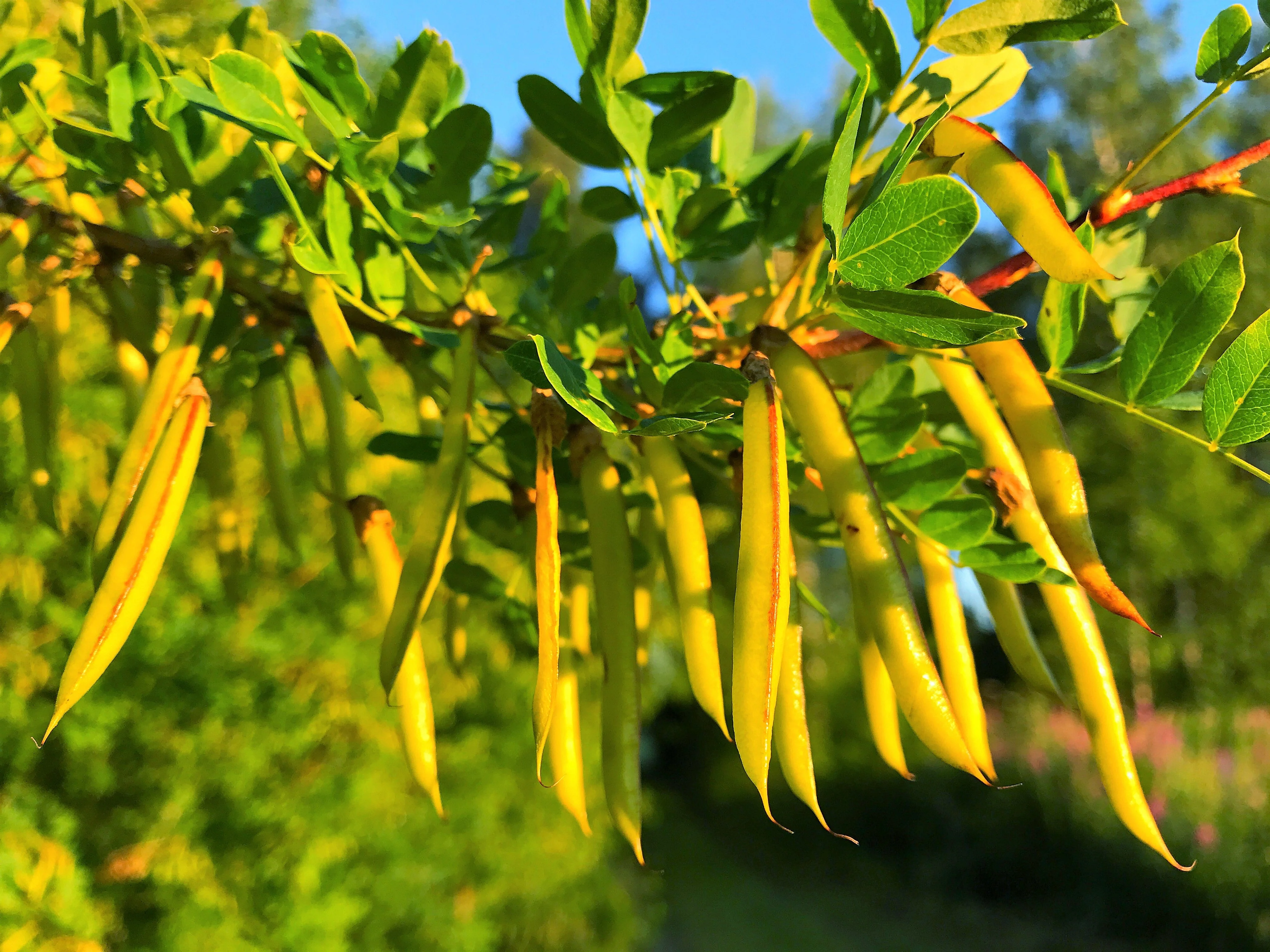 25 SIBERIAN PEASHRUB Caragana Arborescens Peatree Yellow Flower Legume Vegetable Seeds - Image 8