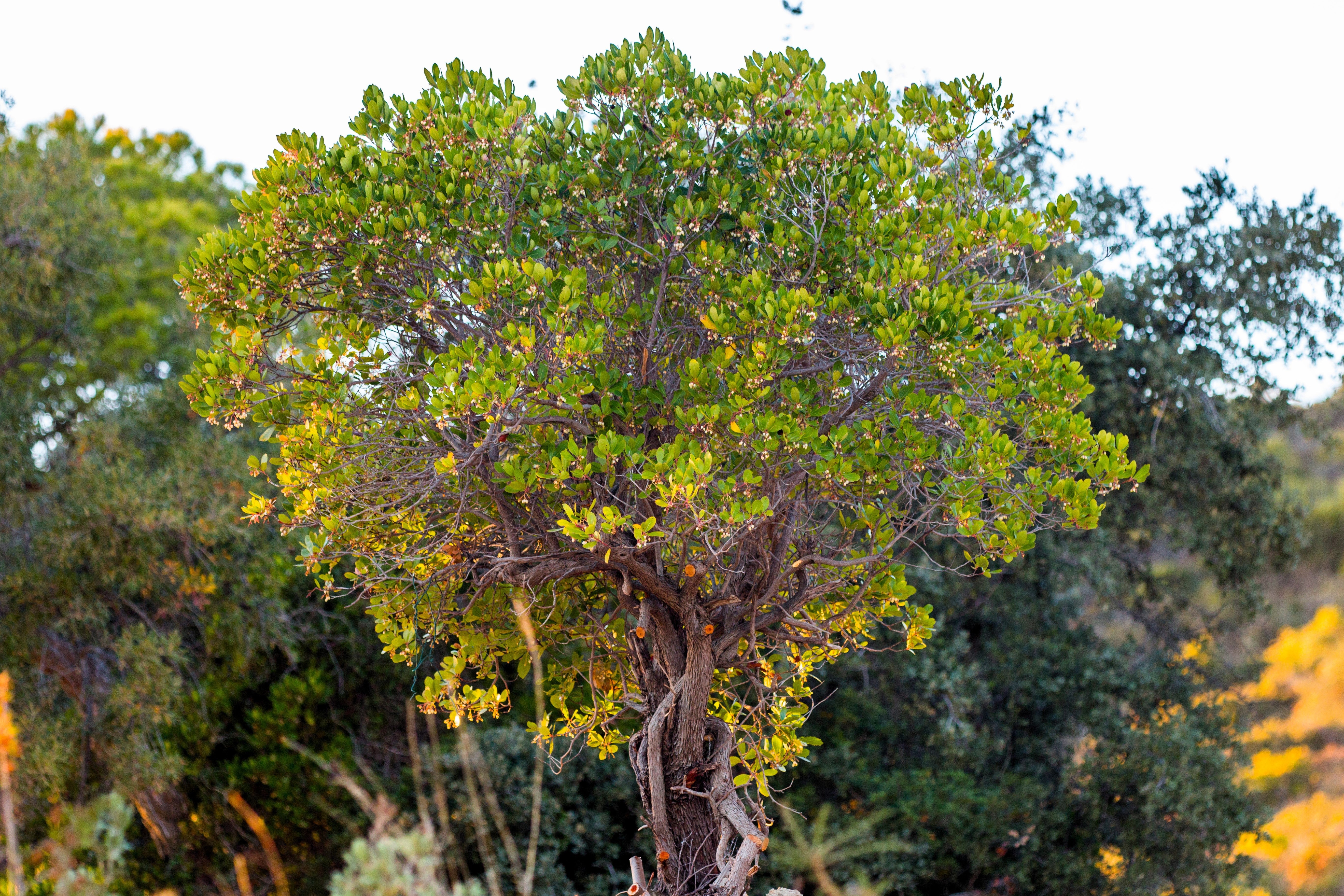 25 STRAWBERRY TREE Edible Red Berry Tree Arbutus Unedo Seeds Irish Killarney - Image 10
