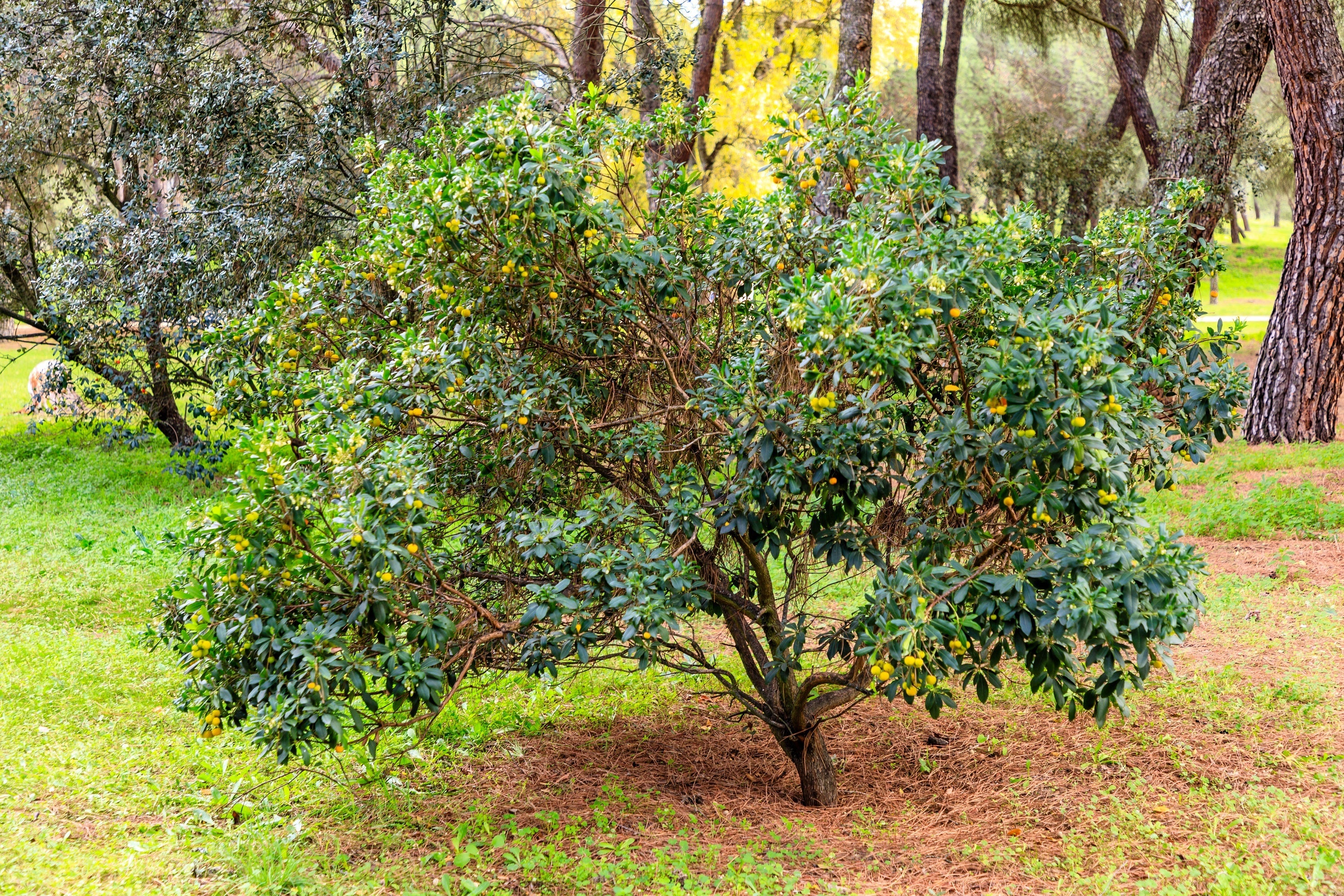 25 STRAWBERRY TREE Edible Red Berry Tree Arbutus Unedo Seeds Irish Killarney - Image 11