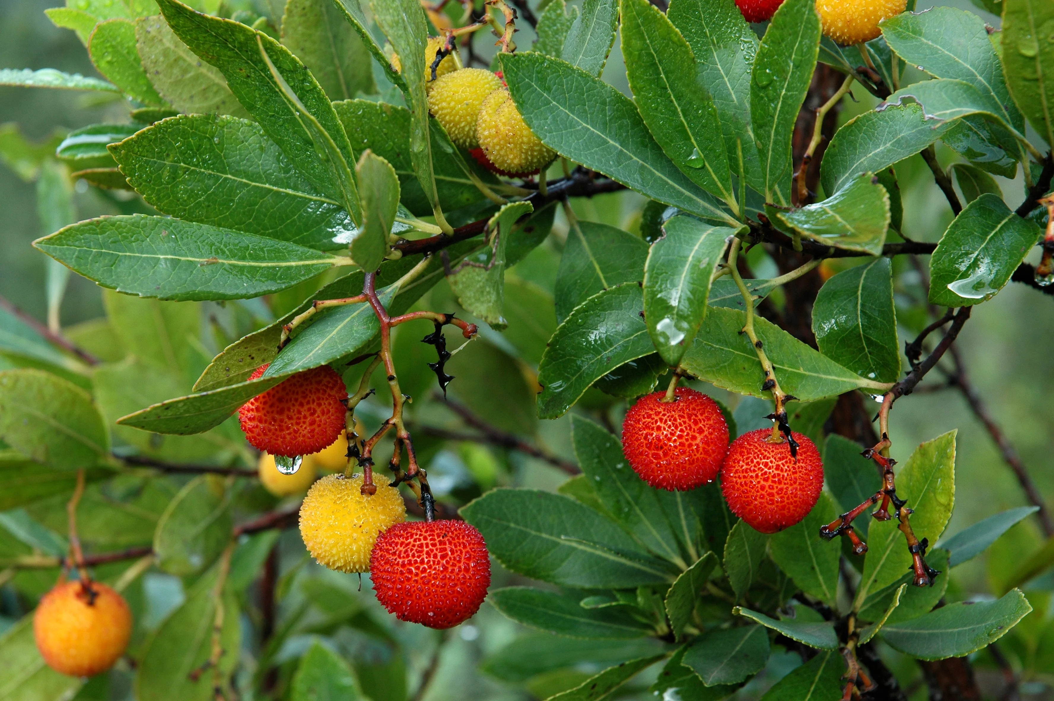 25 STRAWBERRY TREE Edible Red Berry Tree Arbutus Unedo Seeds Irish Killarney - Image 12