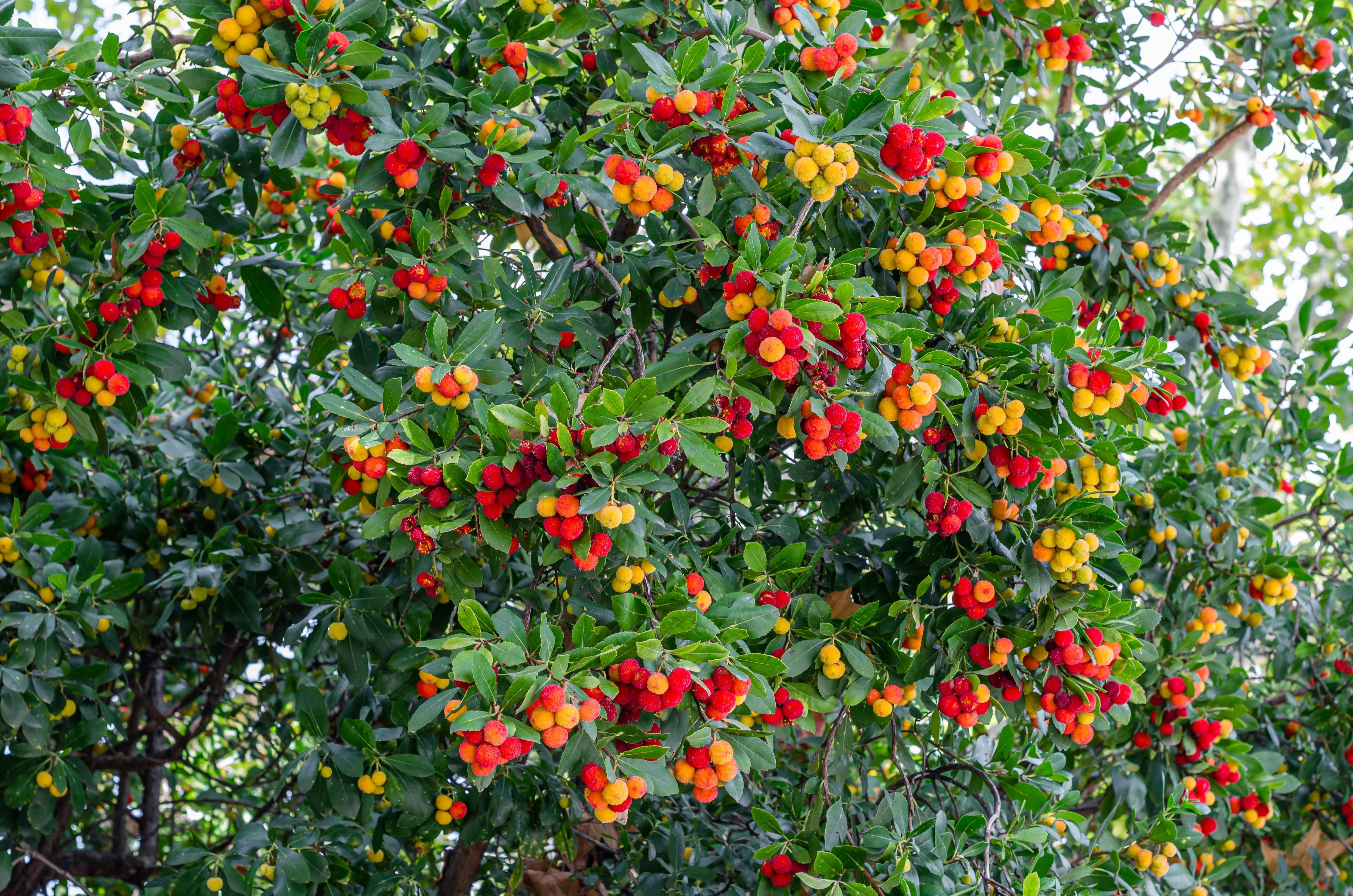 25 STRAWBERRY TREE Edible Red Berry Tree Arbutus Unedo Seeds Irish Killarney - Image 2