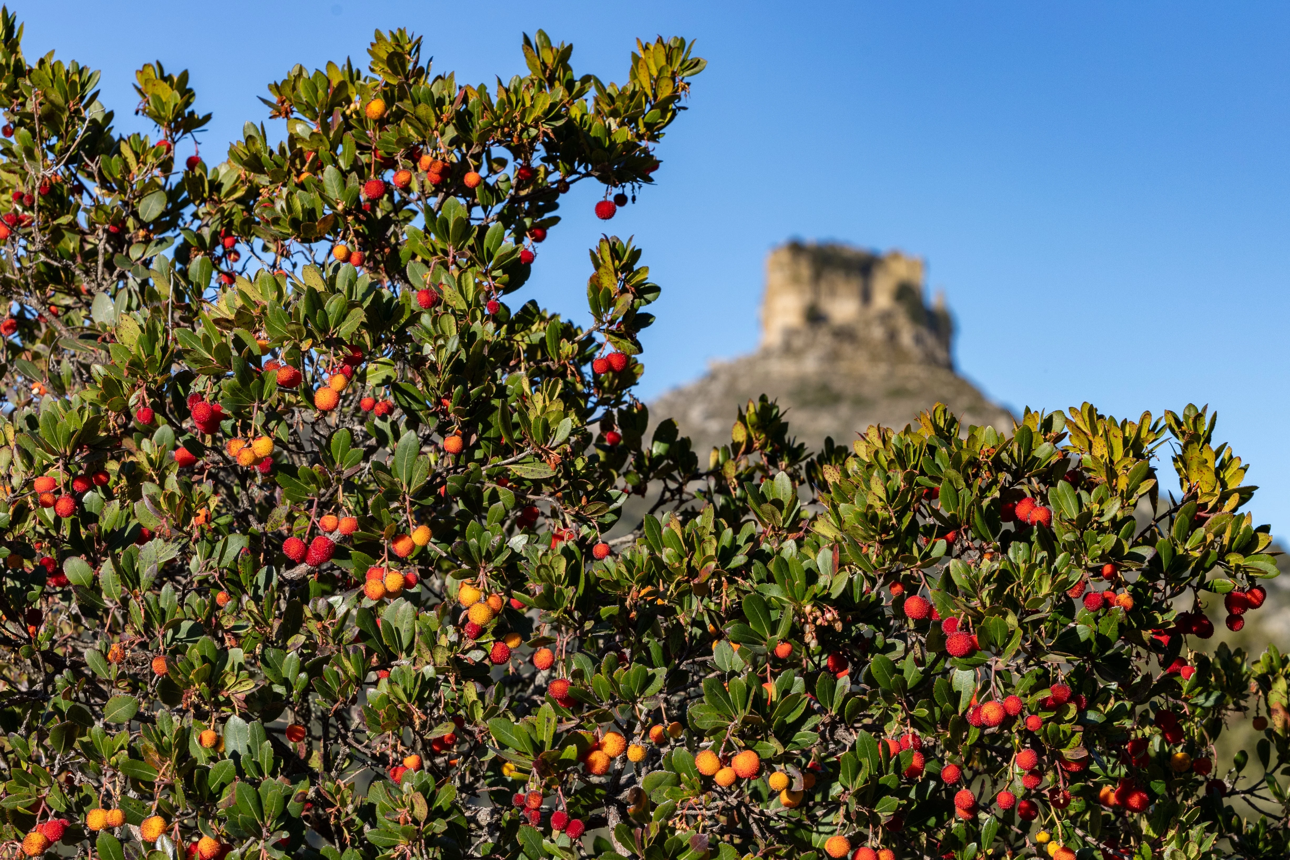 25 STRAWBERRY TREE Edible Red Berry Tree Arbutus Unedo Seeds Irish Killarney - Image 3
