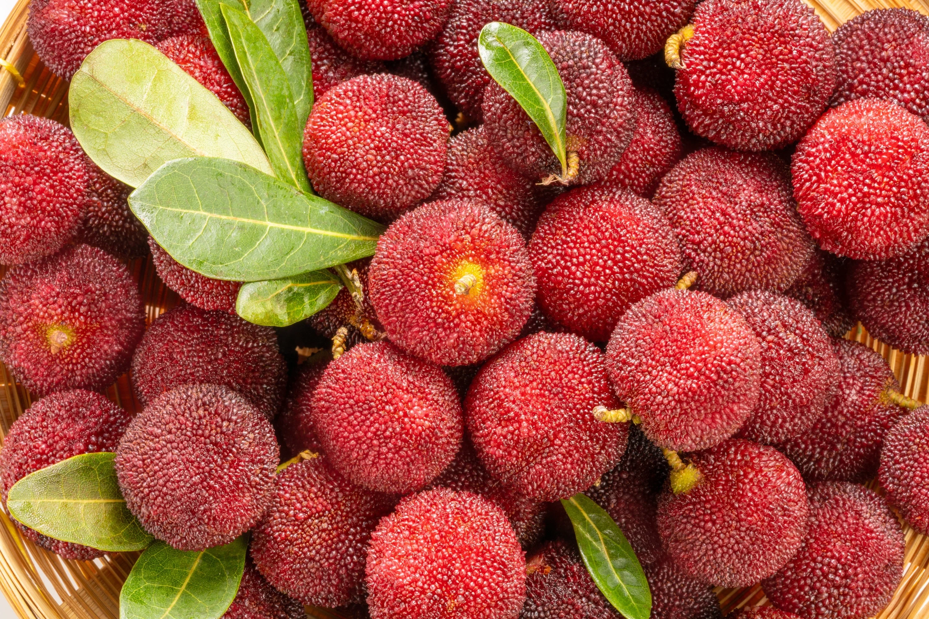 25 STRAWBERRY TREE Edible Red Berry Tree Arbutus Unedo Seeds Irish Killarney - Image 5