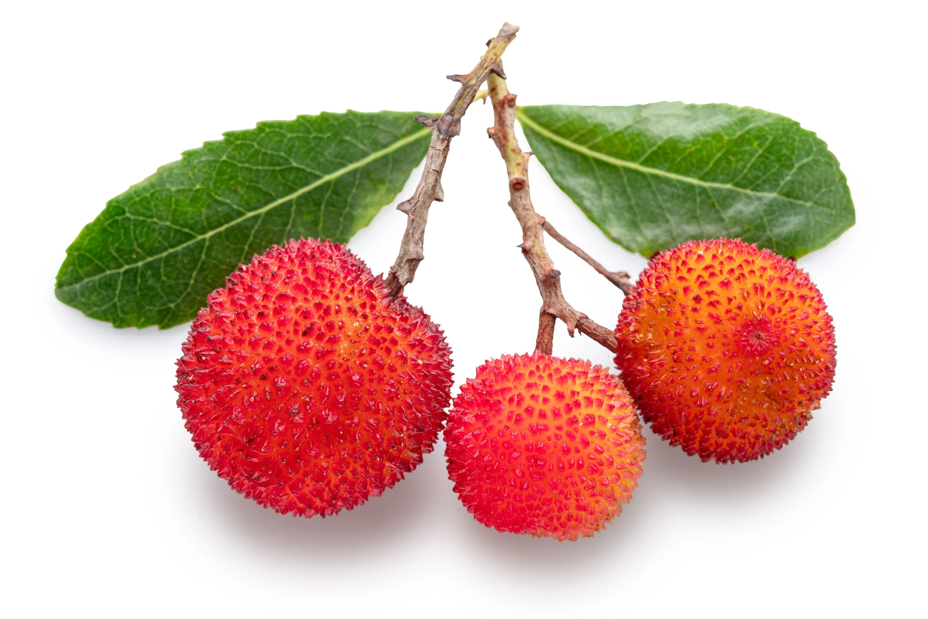 25 STRAWBERRY TREE Edible Red Berry Tree Arbutus Unedo Seeds Irish Killarney - Image 6
