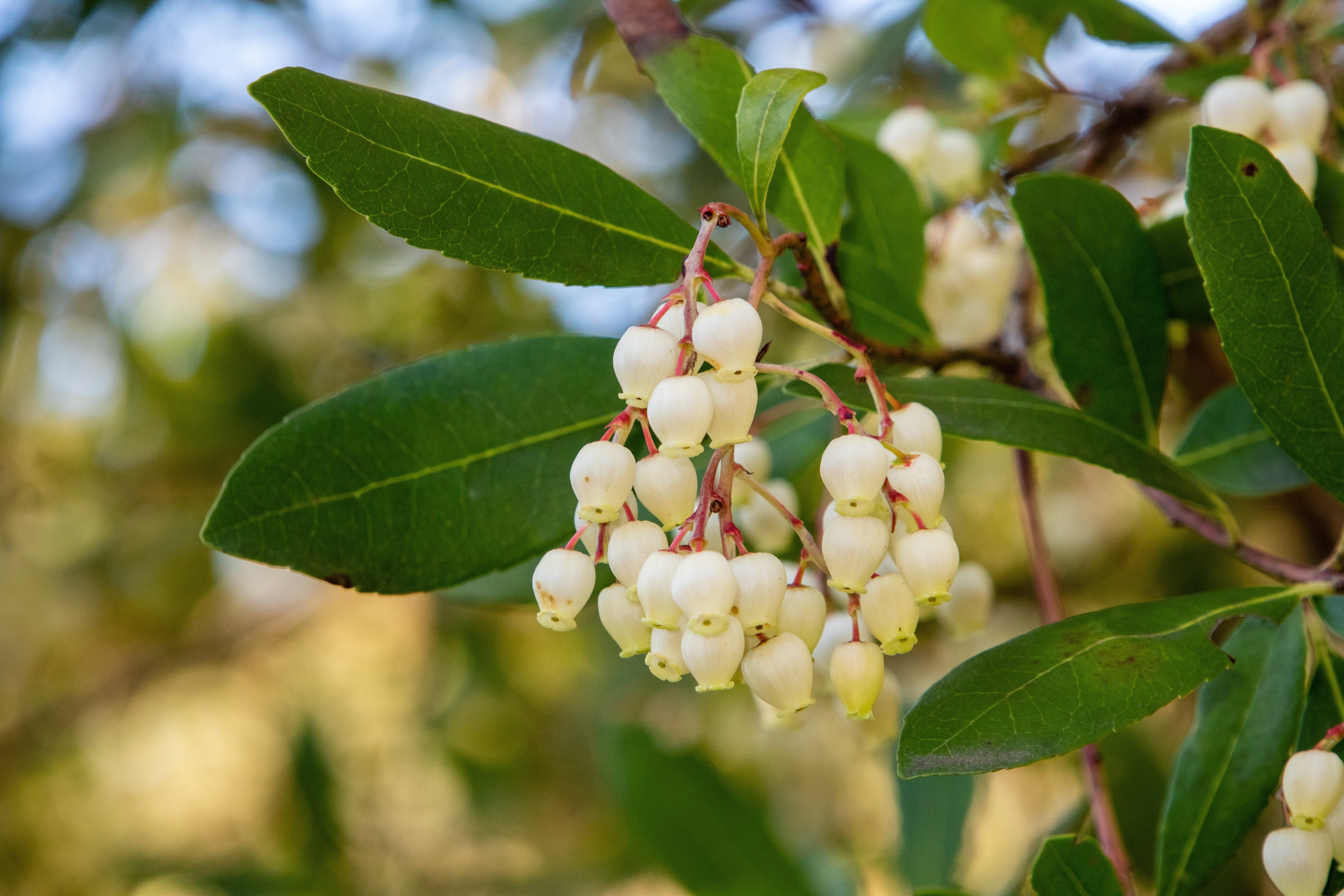 25 STRAWBERRY TREE Edible Red Berry Tree Arbutus Unedo Seeds Irish Killarney - Image 9
