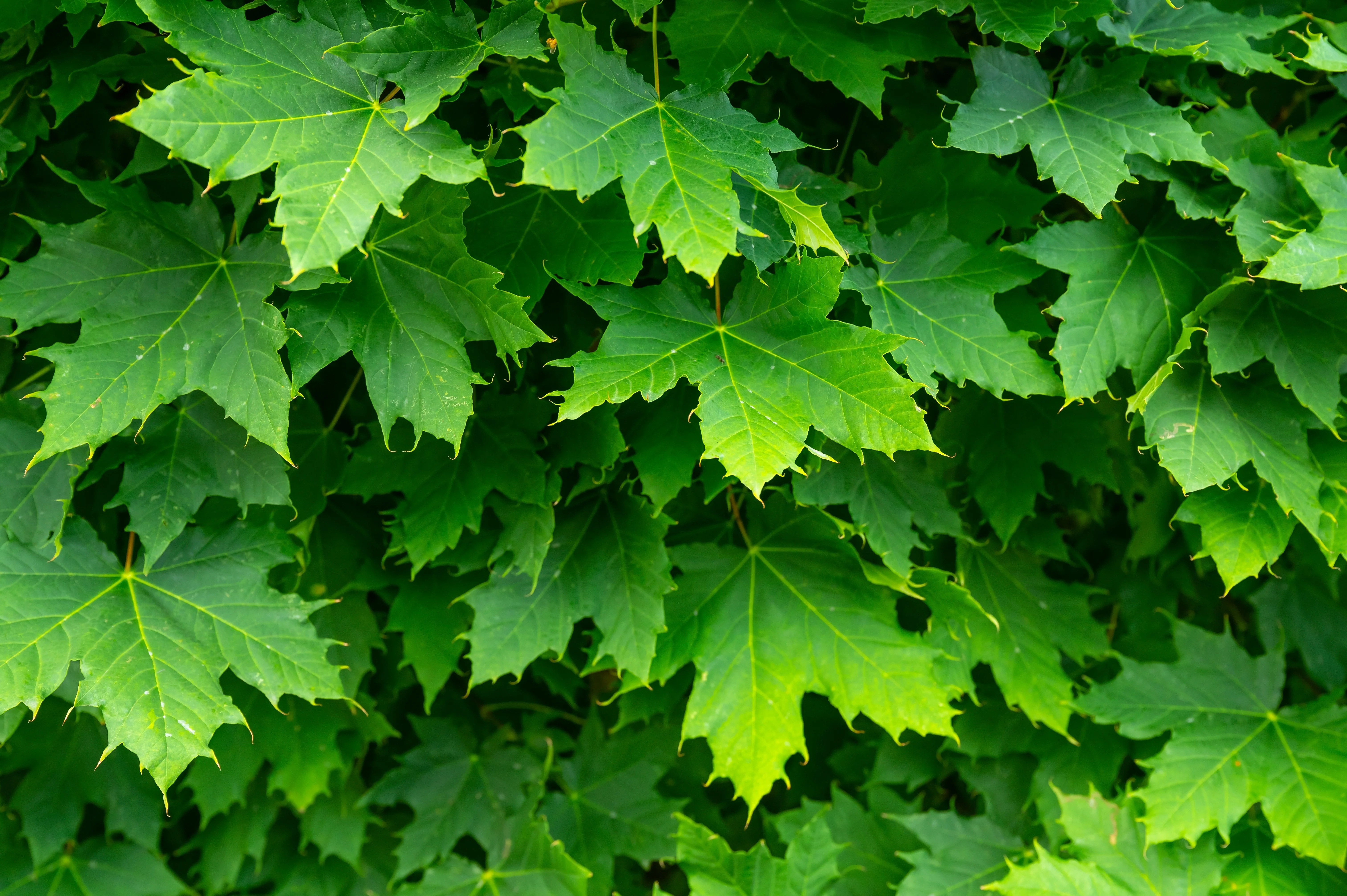 25 SUGAR MAPLE Syrup TREE Native Rock Fall Color Acer Saccharum Seeds - Image 10