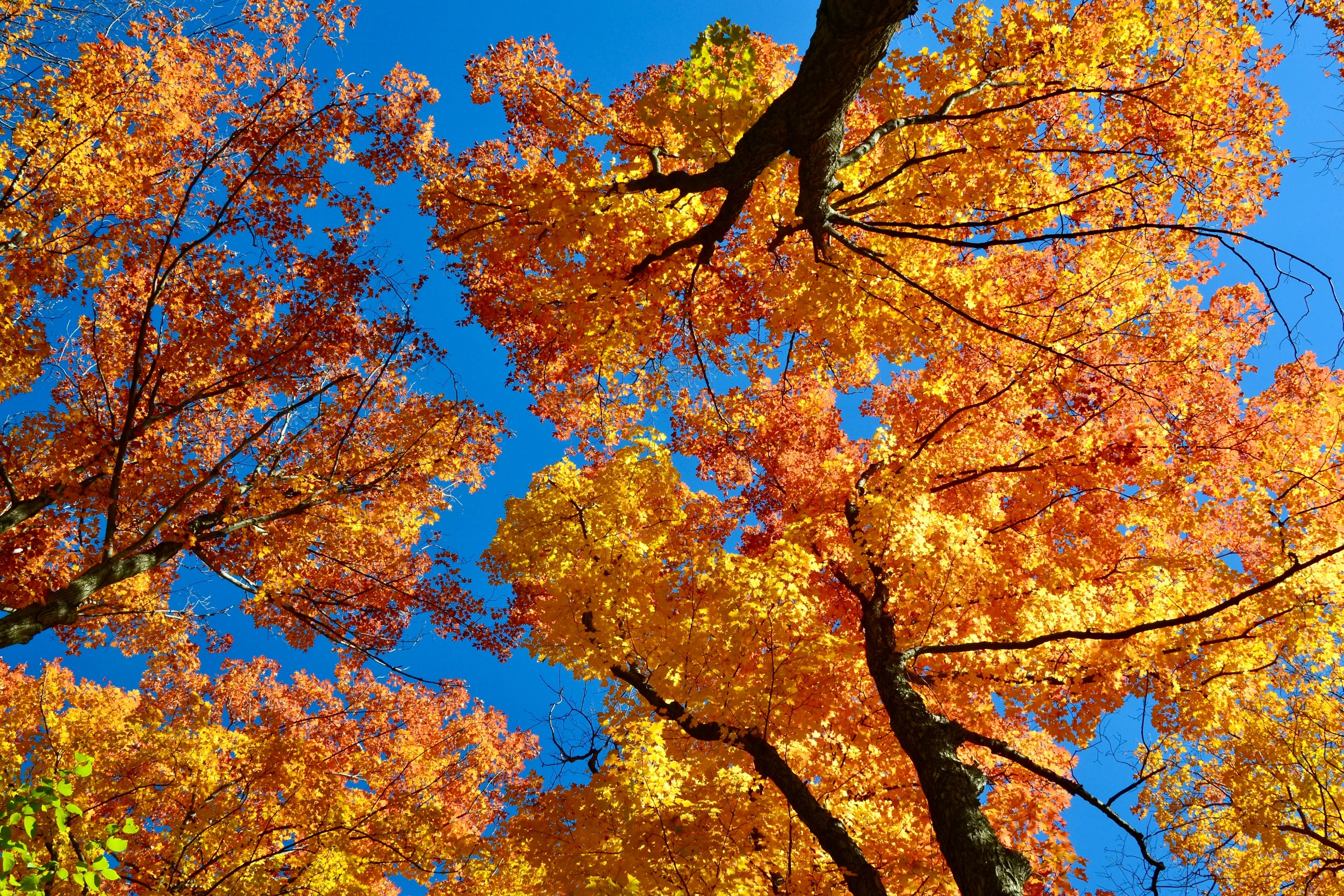 25 SUGAR MAPLE Syrup TREE Native Rock Fall Color Acer Saccharum Seeds - Image 11