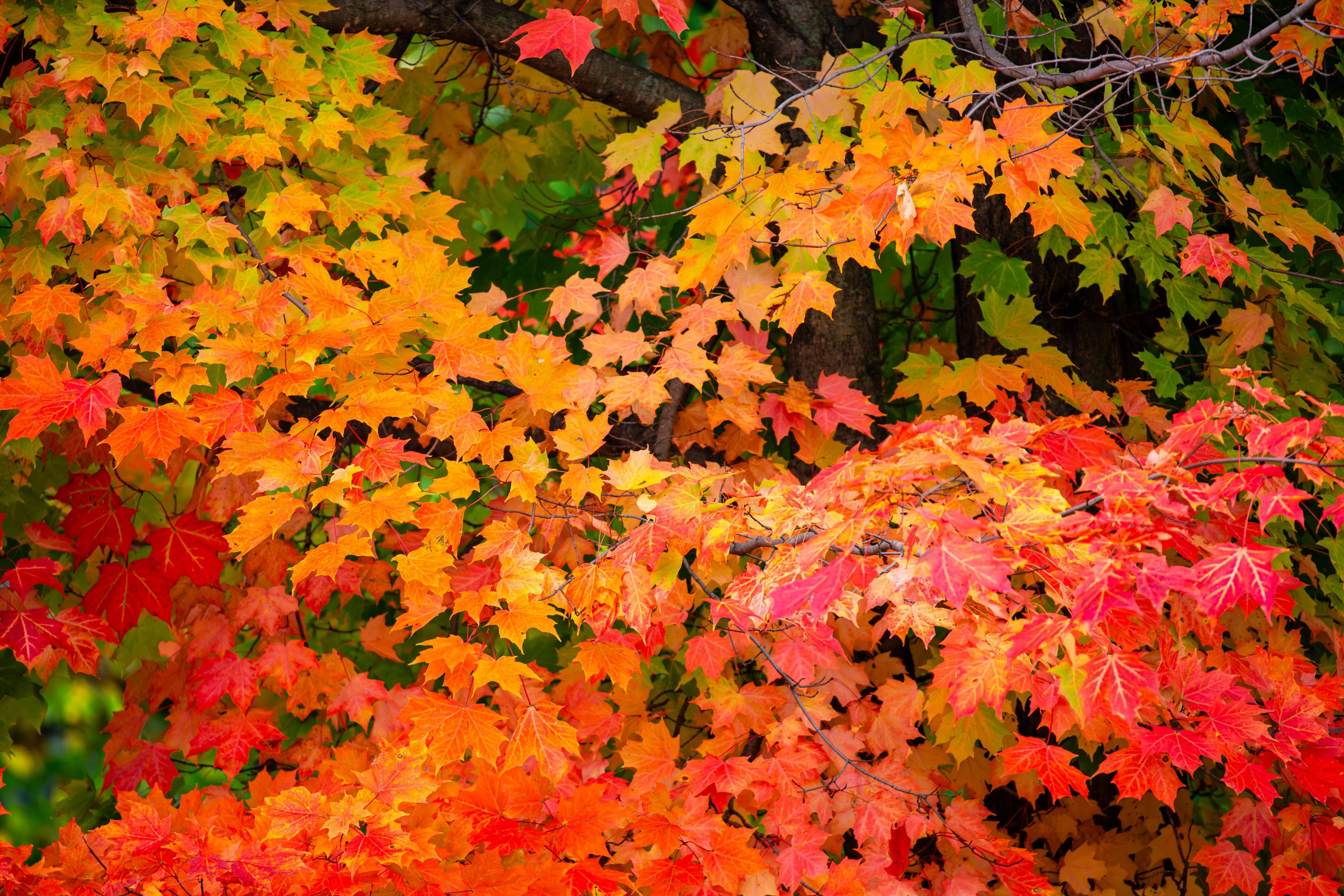 25 SUGAR MAPLE Syrup TREE Native Rock Fall Color Acer Saccharum Seeds - Image 12